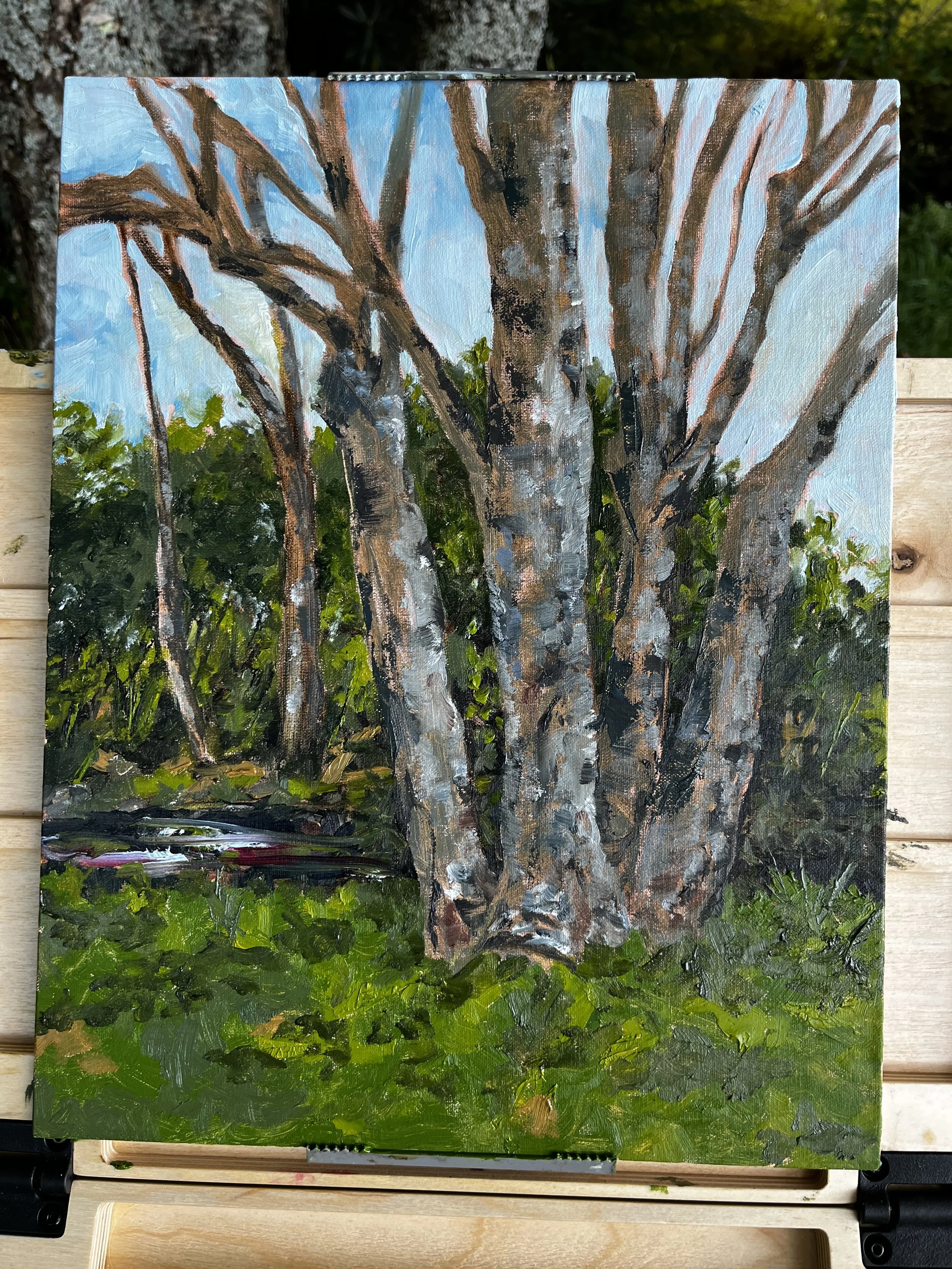 Legacy Birch