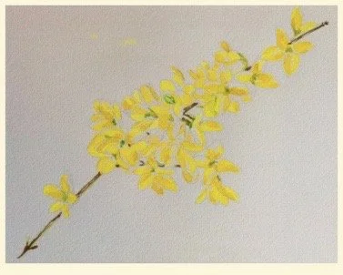 'Forsythia' watercolor study. SOLD.