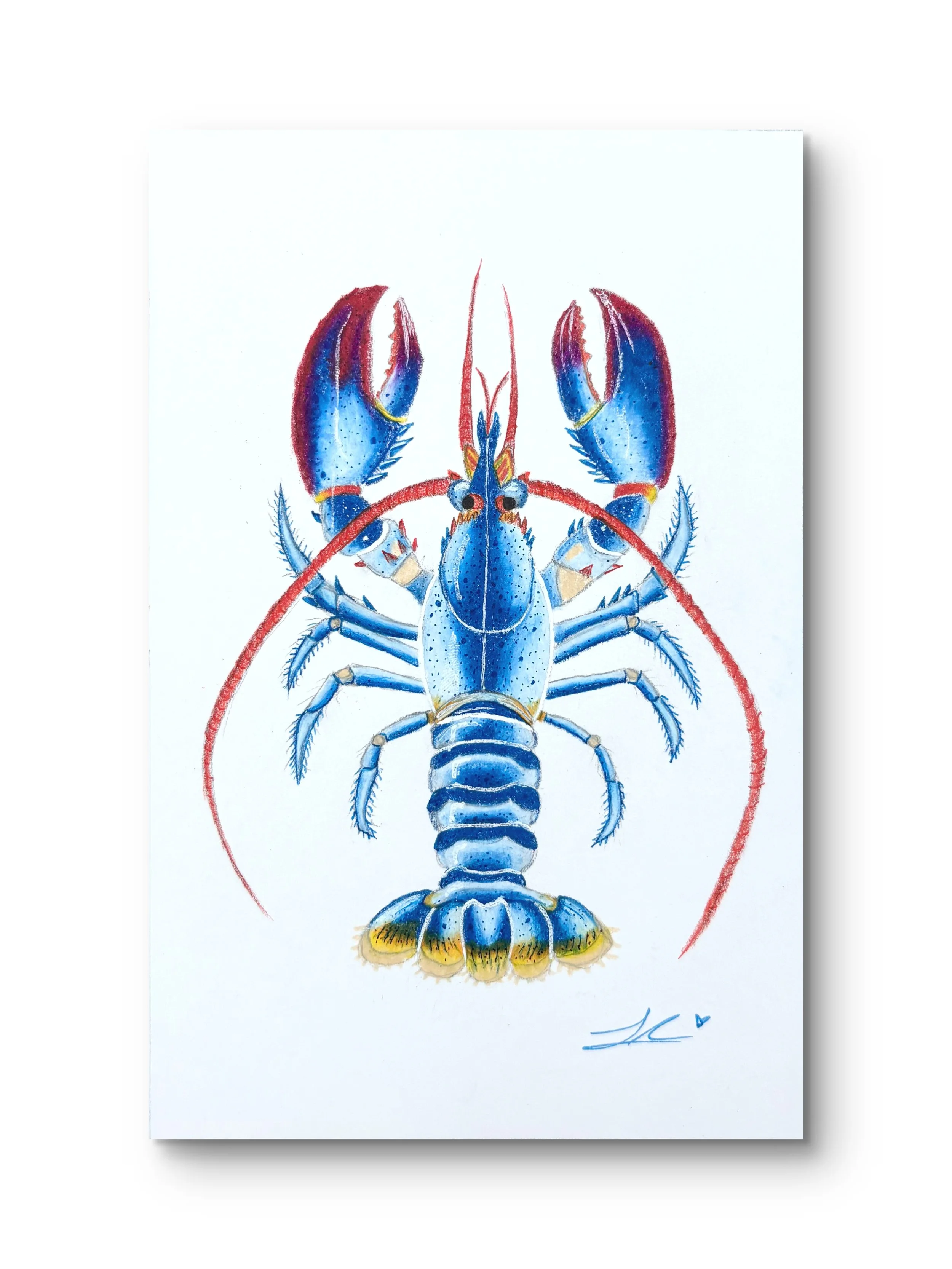 "Blue Lobster" Fine Art Print