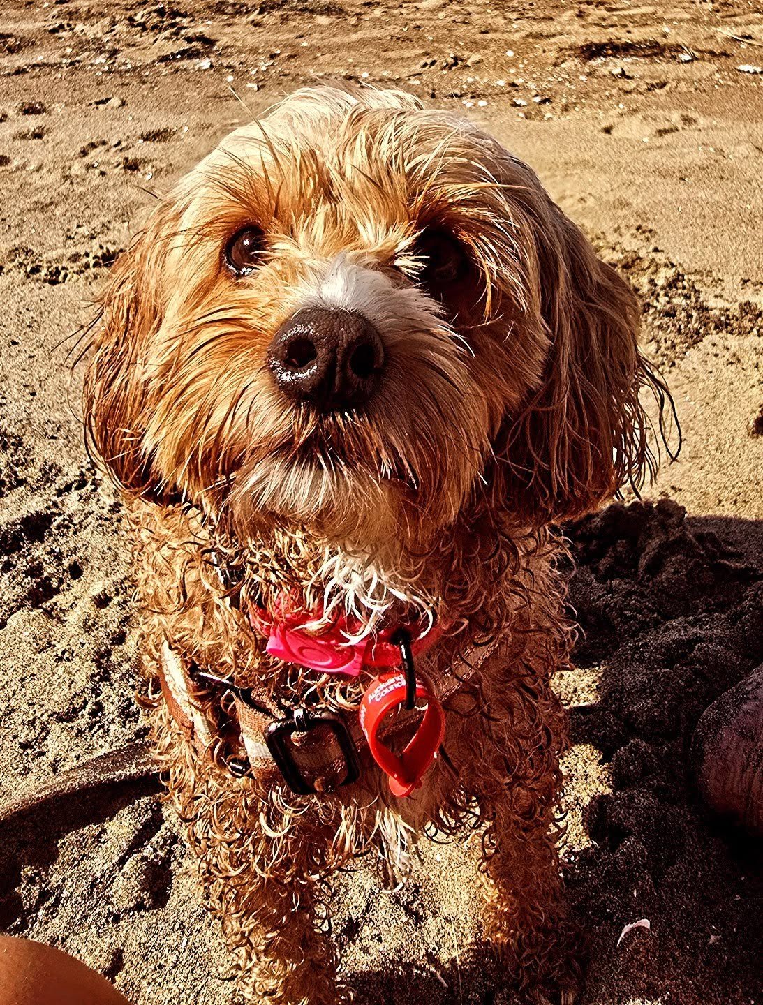 Sweet Coco 💗

#aucklanddogwalker #dogsofinstagram