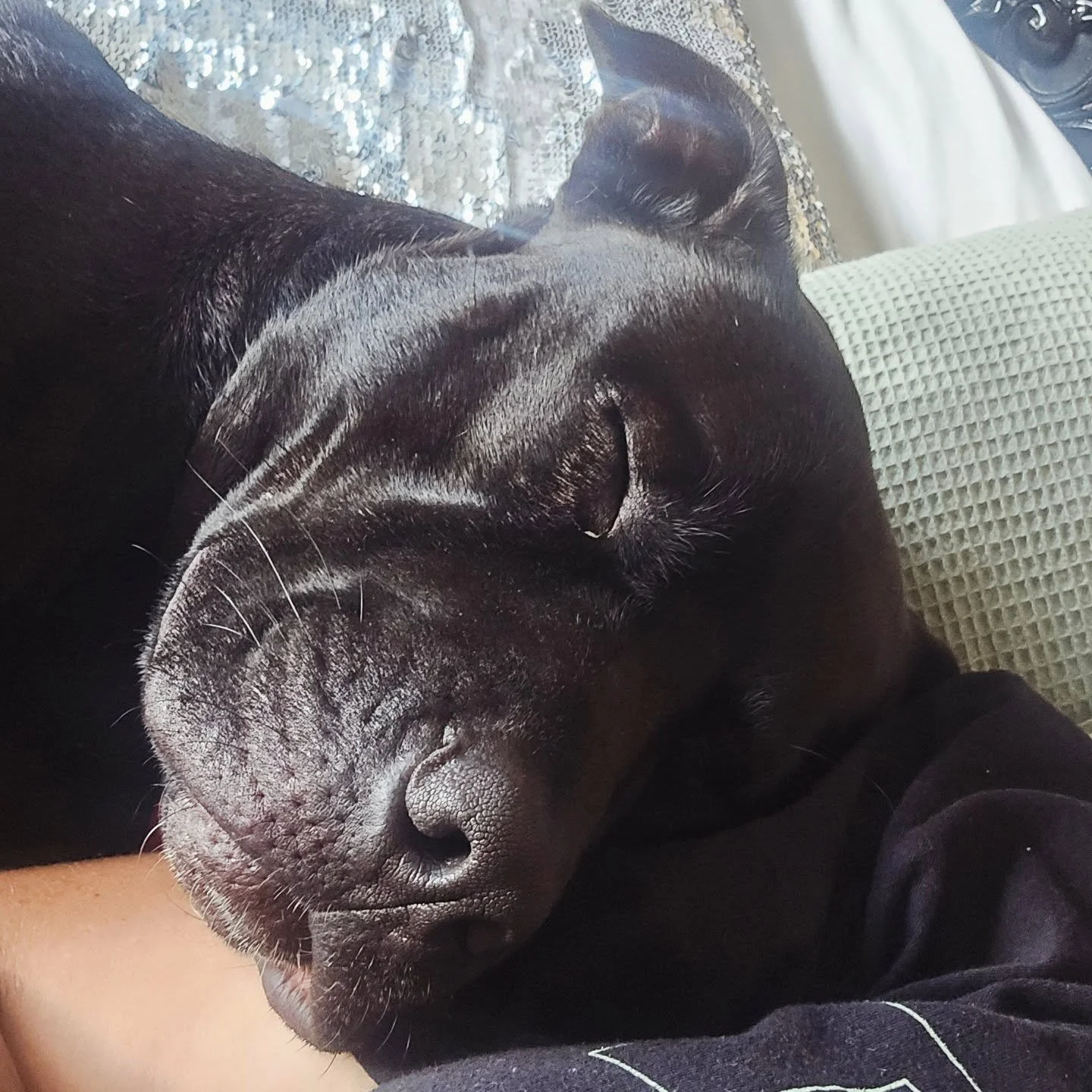 No more naps Mr Bodie 

We are back in buisness tommorow now that schools back 🐾 

#westaucklanddogs #aucklanddogwalker #schoolsback