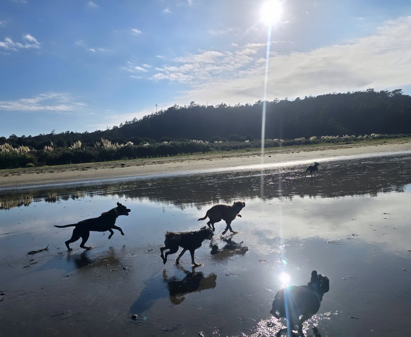 Chasing the sun into our long weekend ✨️ 

Big energy vibes today 🌊

#westaucklanddogs #aucklanddogwalker #dogsofinstagram