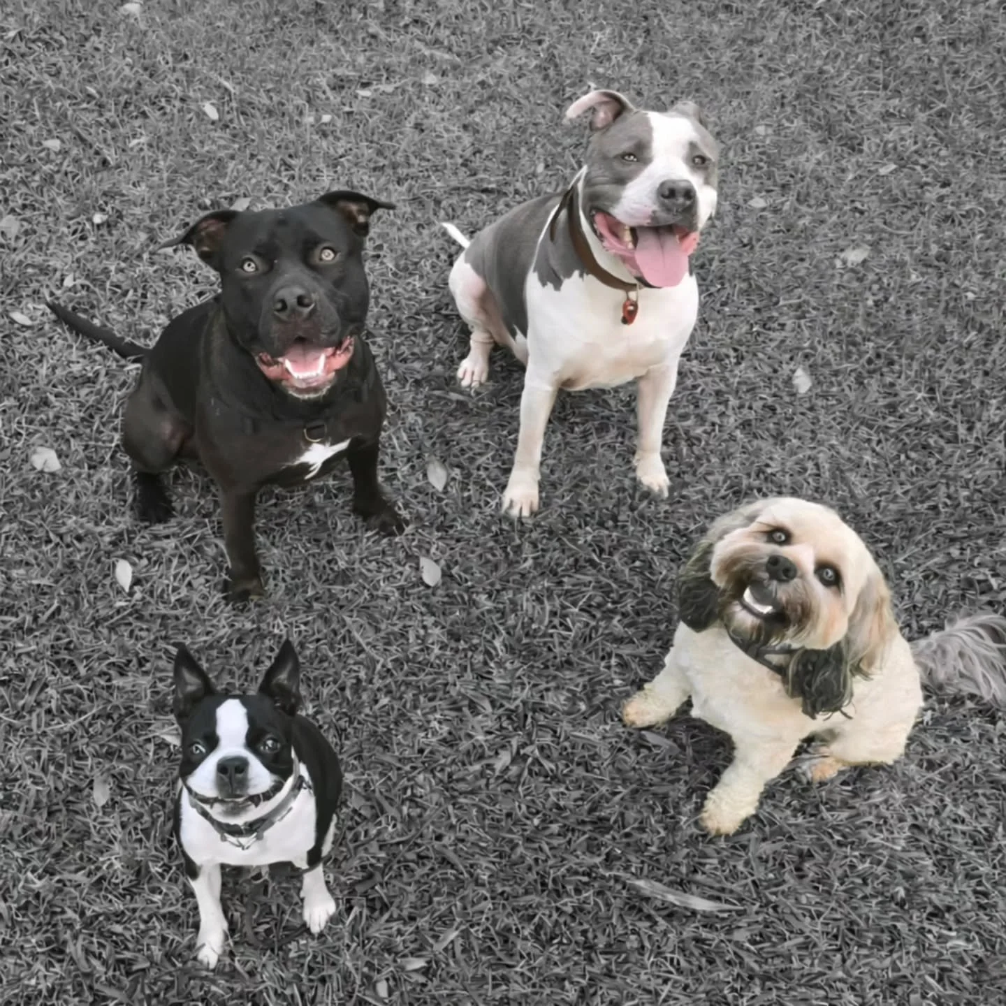 You wanna be in our band ? 

Tuesdays artists 🐾

#bostonterrier #amstaffsofinstagram
#aucklanddogwalker #dogsofinstagram #westaucklanddogs