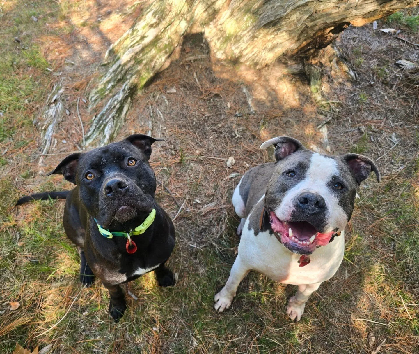 These two 🐾

Best of mates 💙

Pablo &amp; Bodie 

#dogsofinstagram #aucklanddogwalker #westaucklanddogs