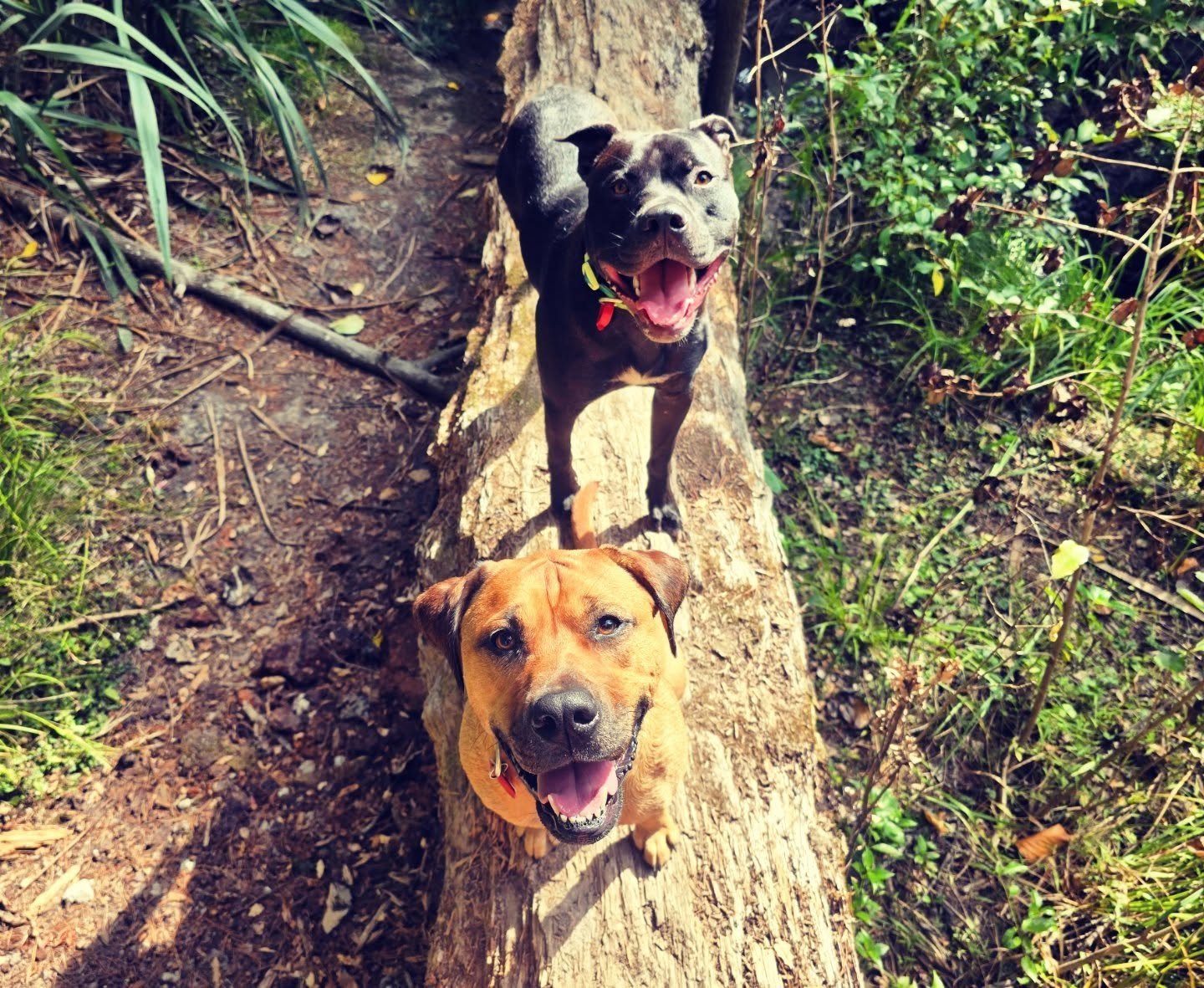 Besties on a log 💕

Frankie &amp; Bodie 🐾