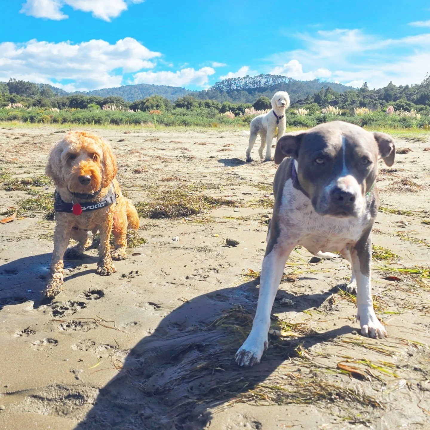 Marley &amp; Lux putting their best foot forward on a Wednesday 🐾

Feat Lou in the background ✨️

#dogsofinstagram
#aucklanddogwalker #doggydaycare