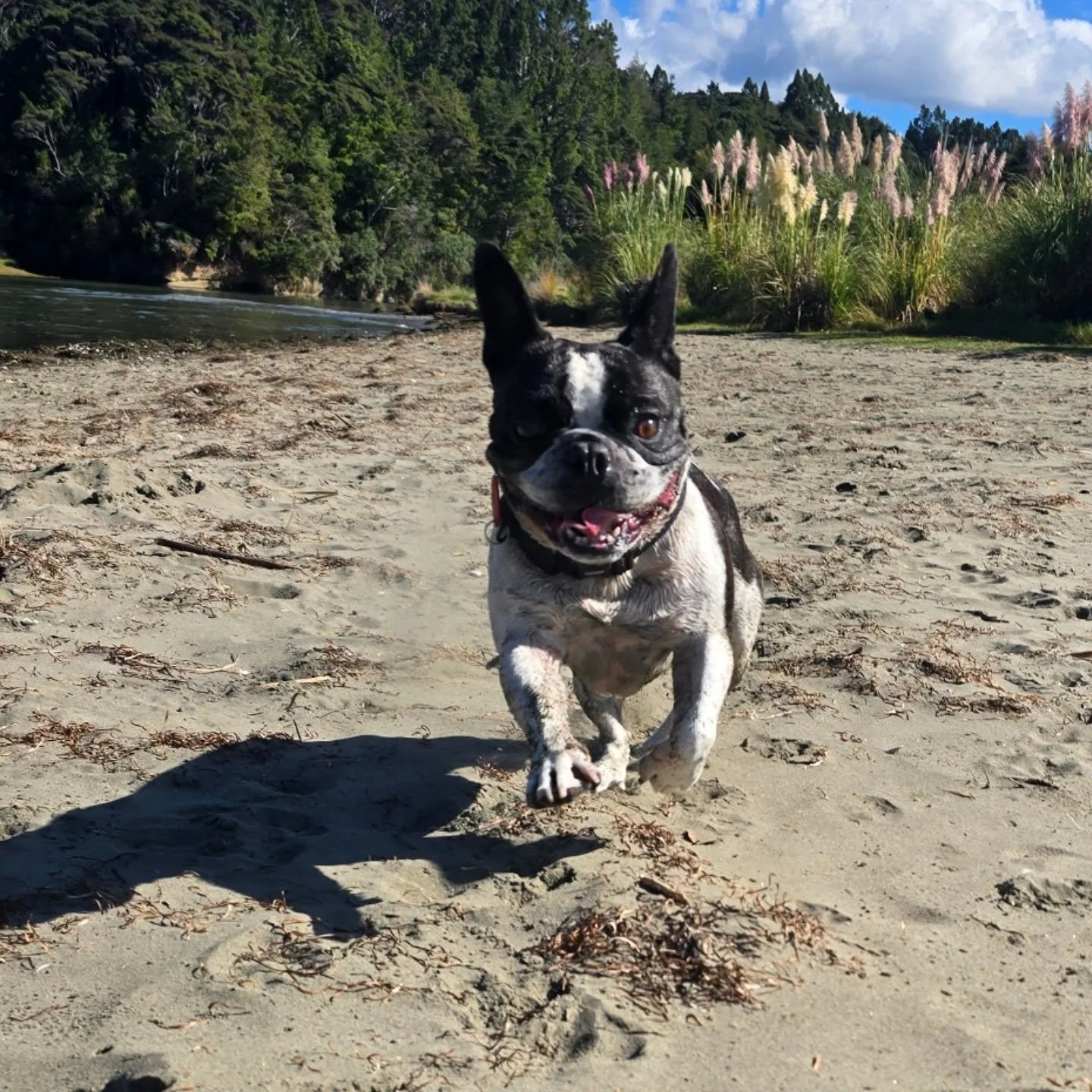 Sheldon getting air on his run today 🐾

#frenchbulldoglife
#aucklanddogwalker #doggydaycare #dogsofinstagram