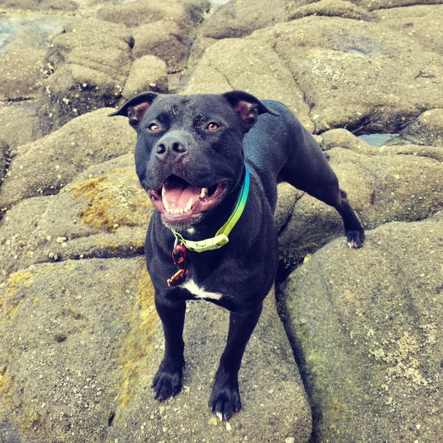 Our Bodie 🐾

King of the rocks 🪨 

#westaucklanddogs #dogwalkerauckland #dogsofinstagram