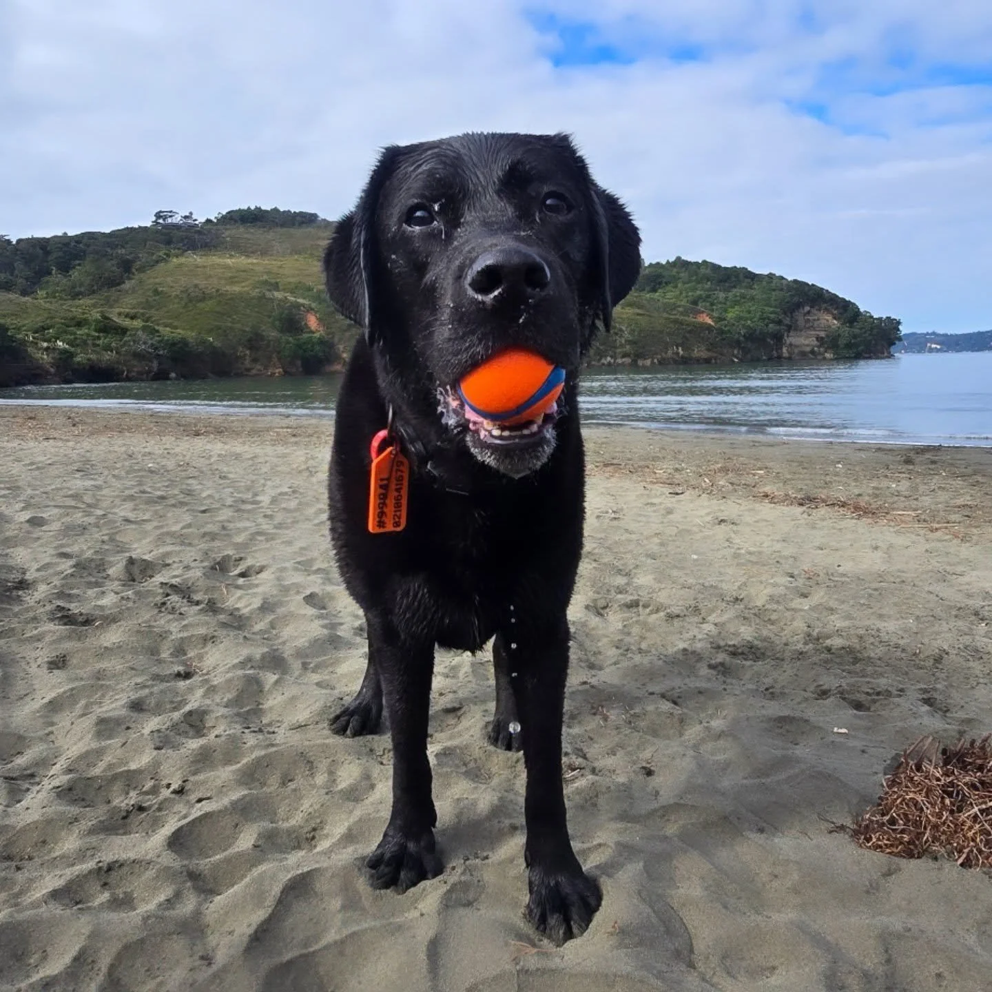 Our Bear with his ball 💙 🐾

#aucklanddogwalker #dogslife