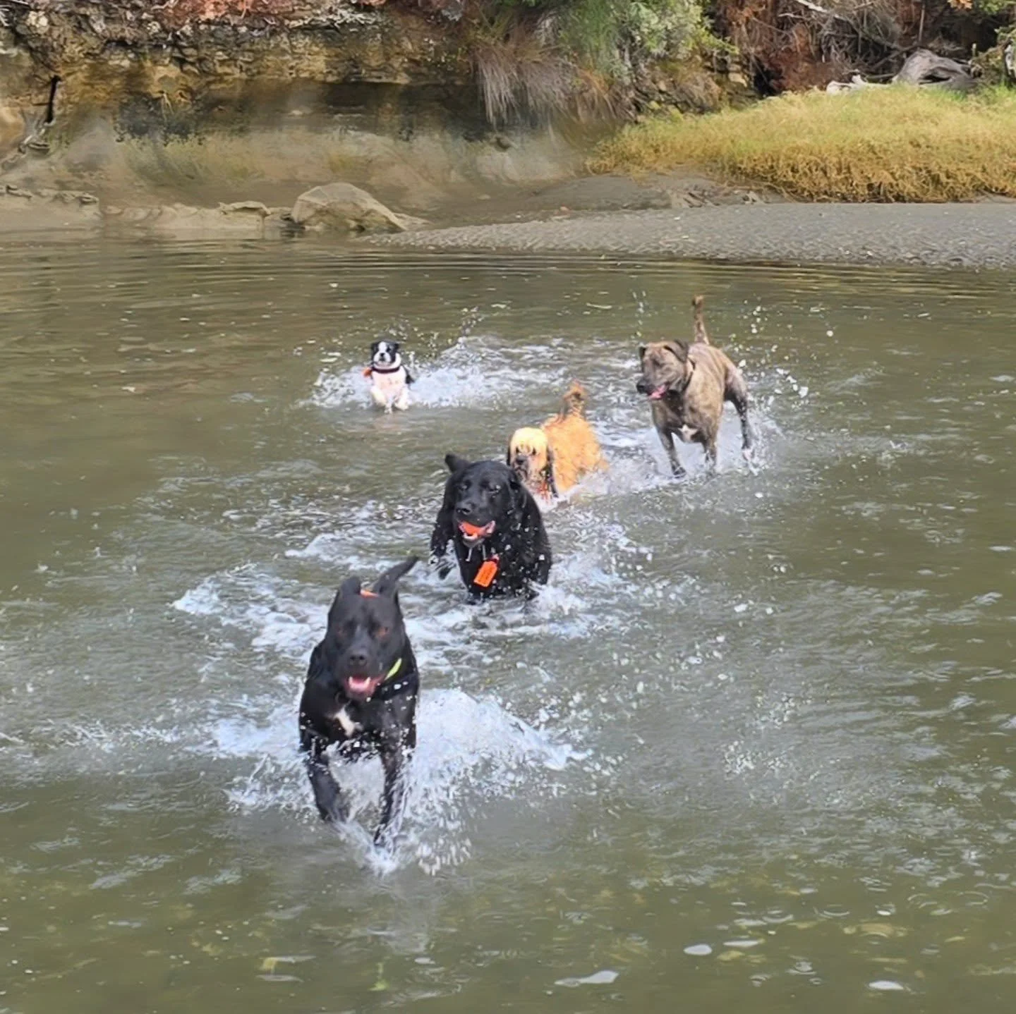The great chase 🐾

#aucklanddogwalker #dogslife #packlife #westaucklanddogs