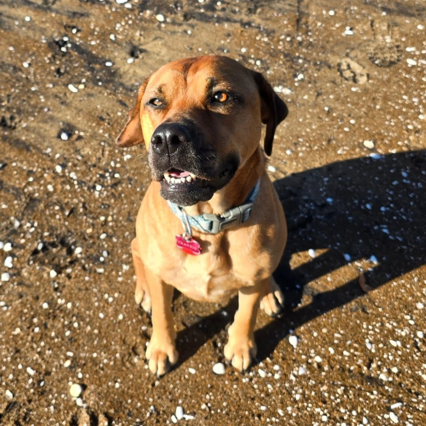 Our sunshine girl 

Frankie ✨️💙