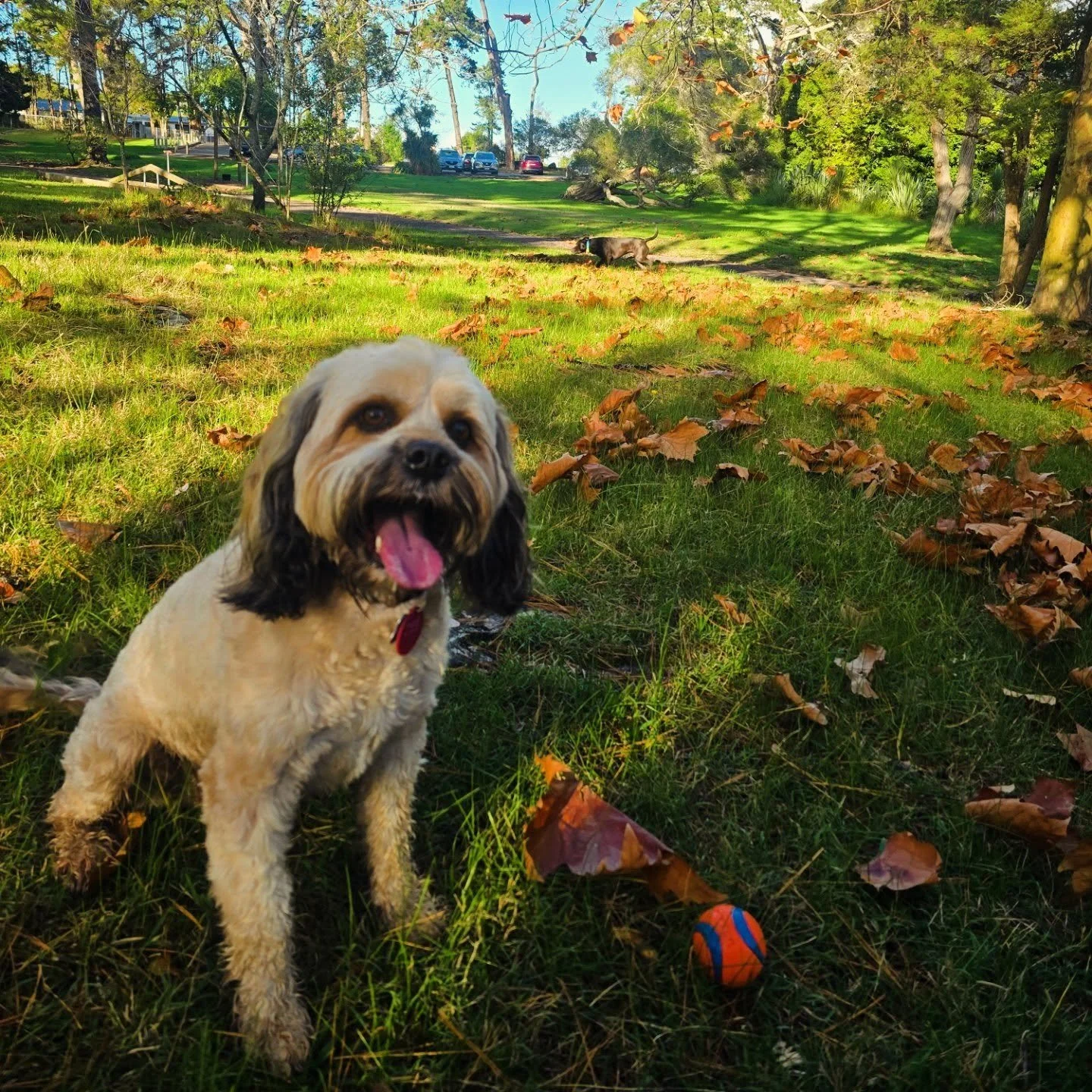 Ted in his happy place 🍂⚾️

#aucklanddogwalker #happy place #autumndogs