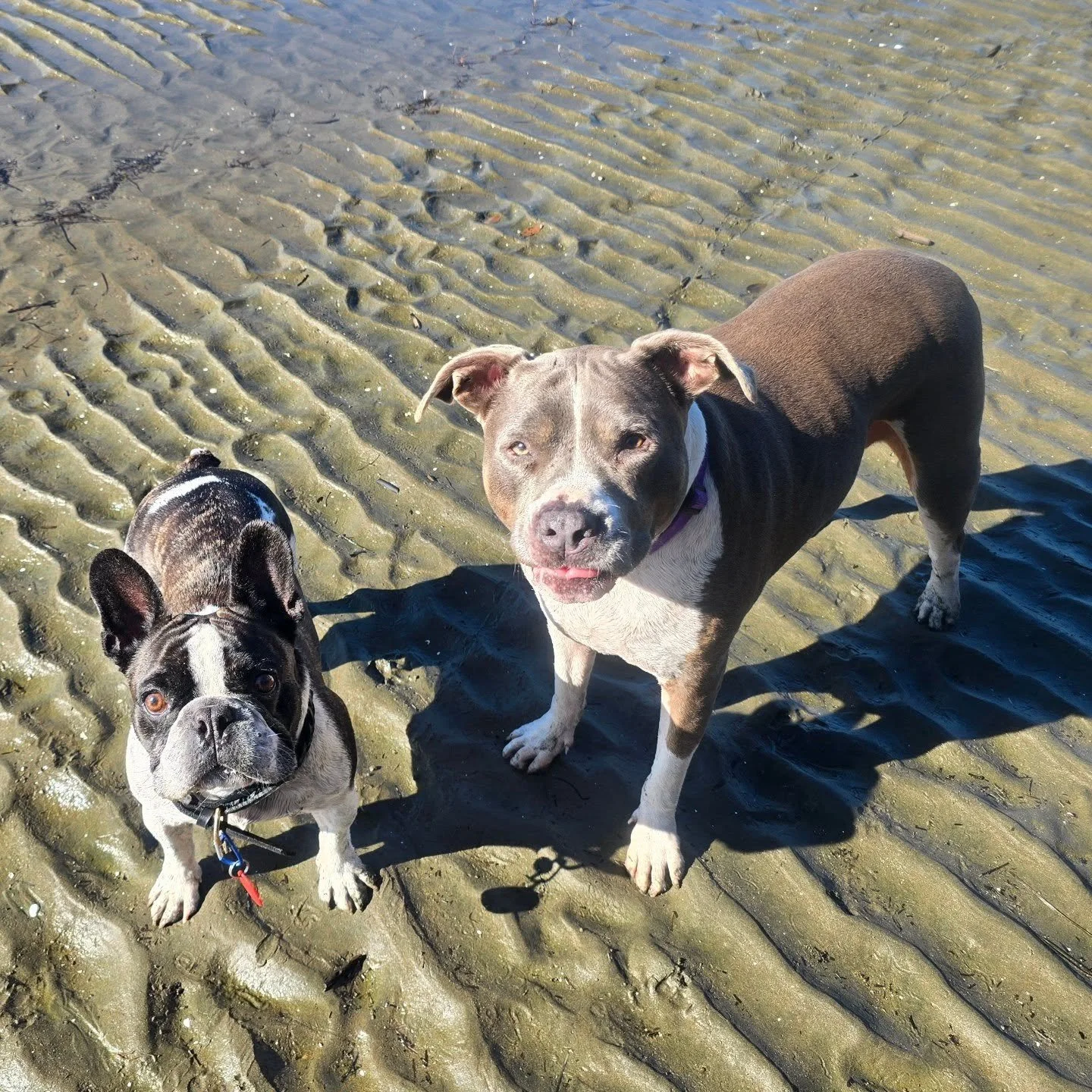 Beach buddies Lux and Sheldon 

#frenchbulldog #amstaff #aucklanddogwalker #dogwalkersofinsta #beachdogsofinstagram