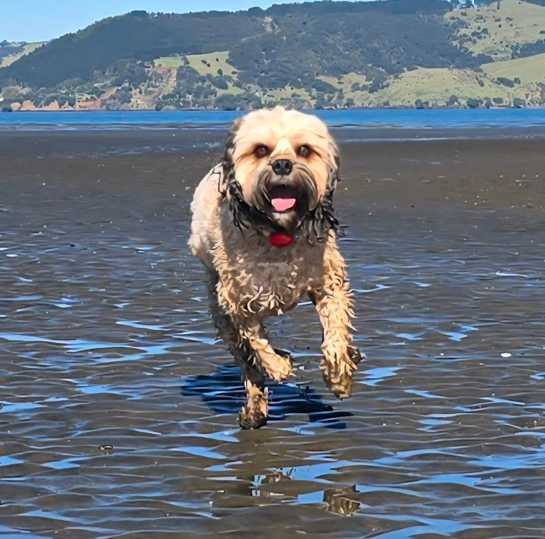 Ted coming in hot 🔥 

#beachruns #aucklanddogwalker ##dogsofinstagram #adventurewalks