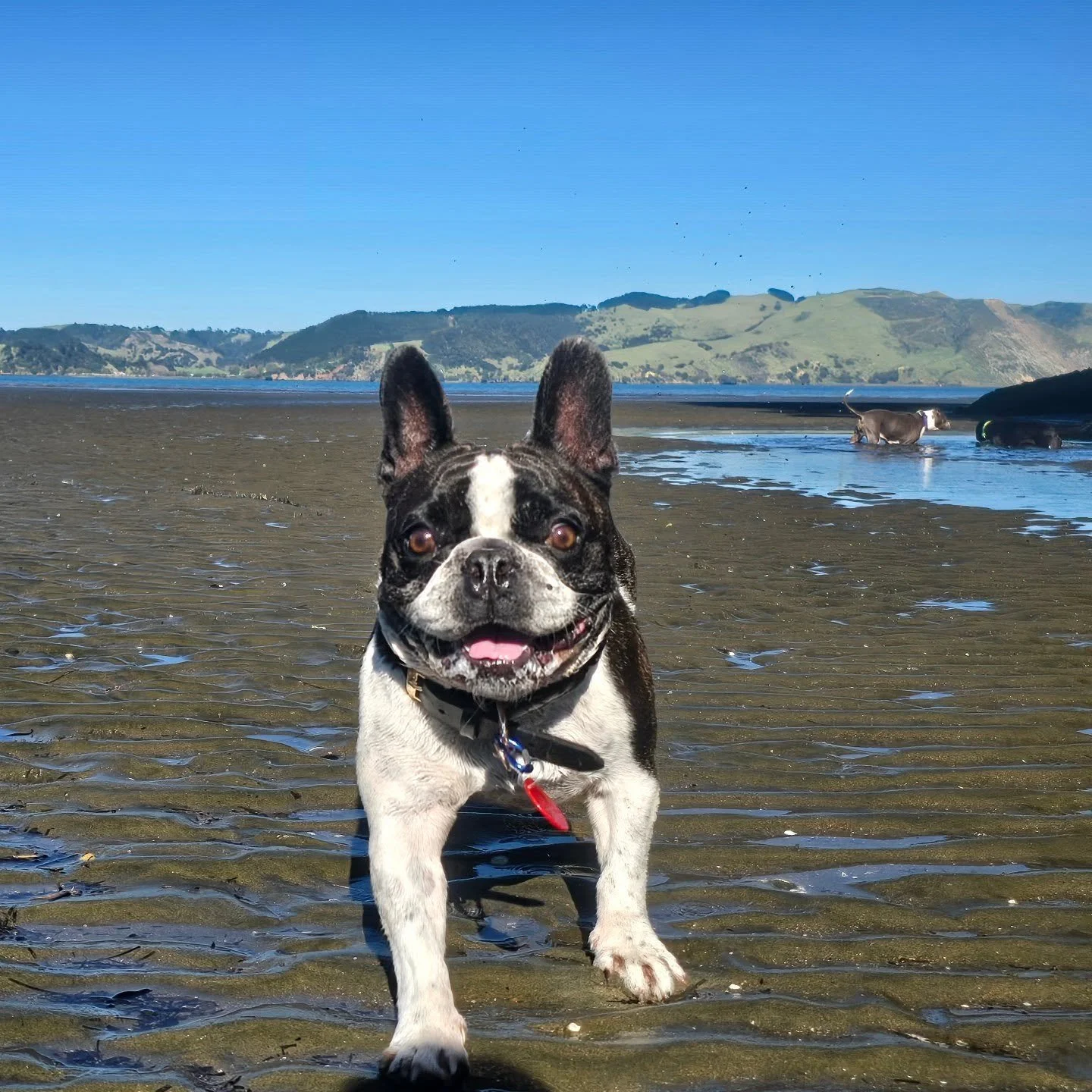 Sheldon triple threat 🤣 🐾

All sides of our boy 💙

#frenchieworld #aucklanddogwalker #dogsofinstagram ##dogwalker🚶🏻&zwj;♂️🦮💨