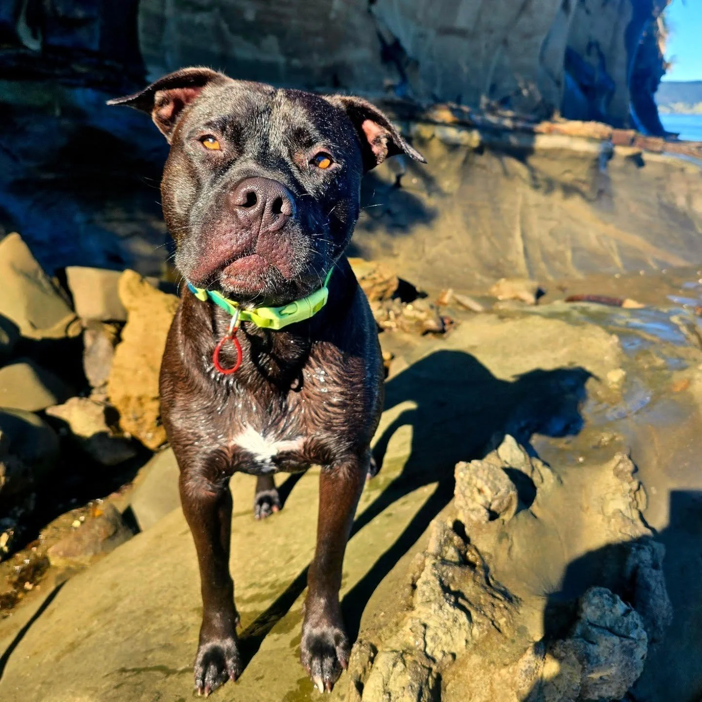 Bodie had his boss pants on today 🐾

#dreamlike #aucklanddogwalker #dogsonrocks #dogwalkingadventures