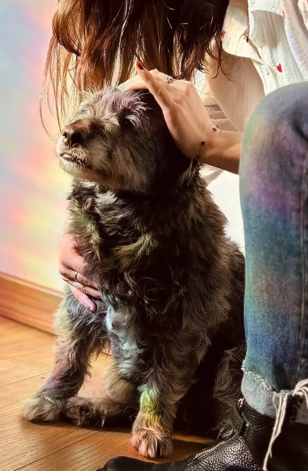 Une personne tient un chiot poilu et brun, assis sur un plancher en bois, avec un fond multicolore.