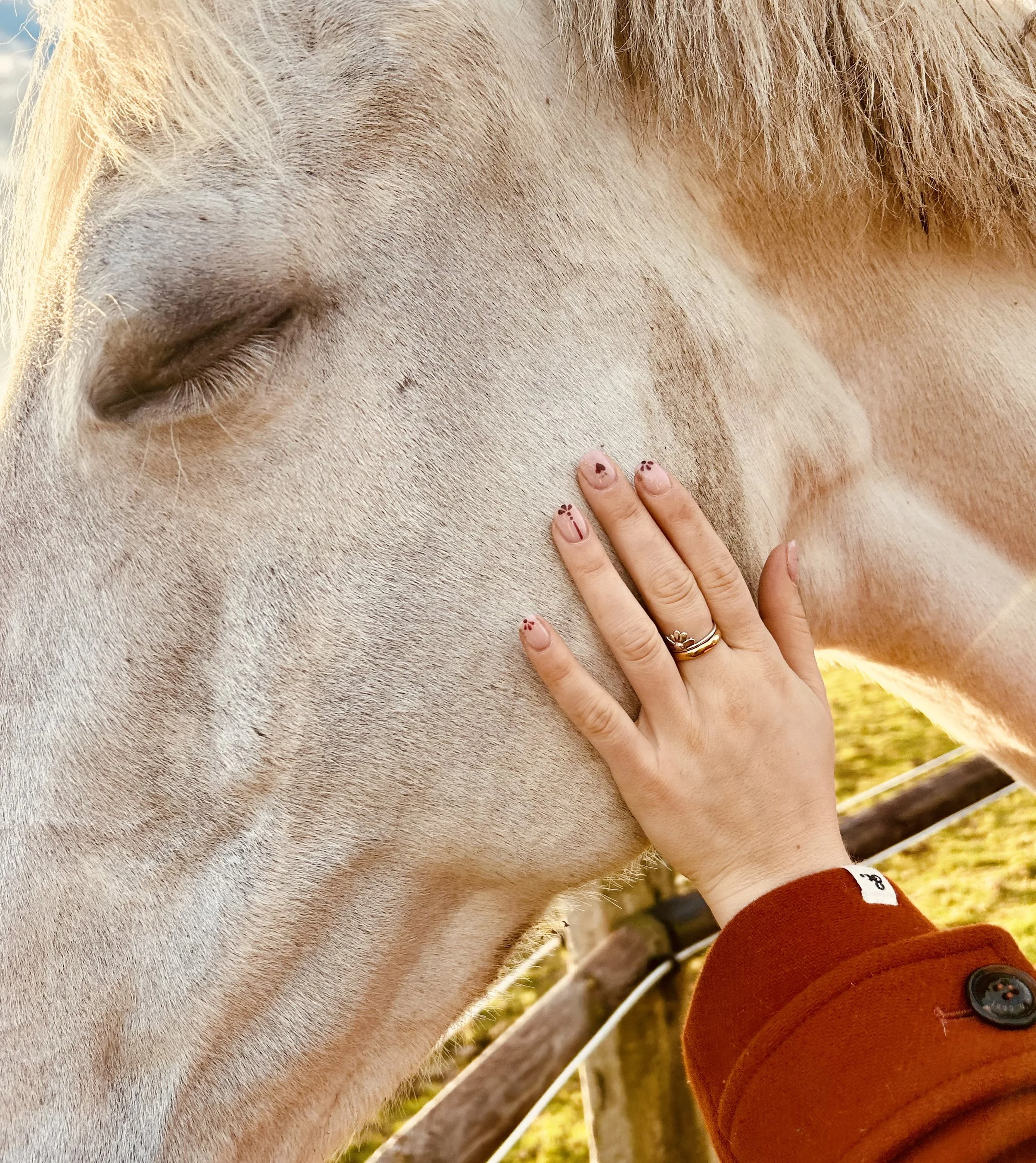Main d'une personne touchant un cheval blanc dans un enclos, lors d'une journée ensoleillée.