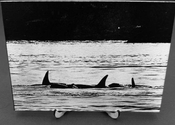 Black and white engraved photograph of several orcas swimming in the ocean.