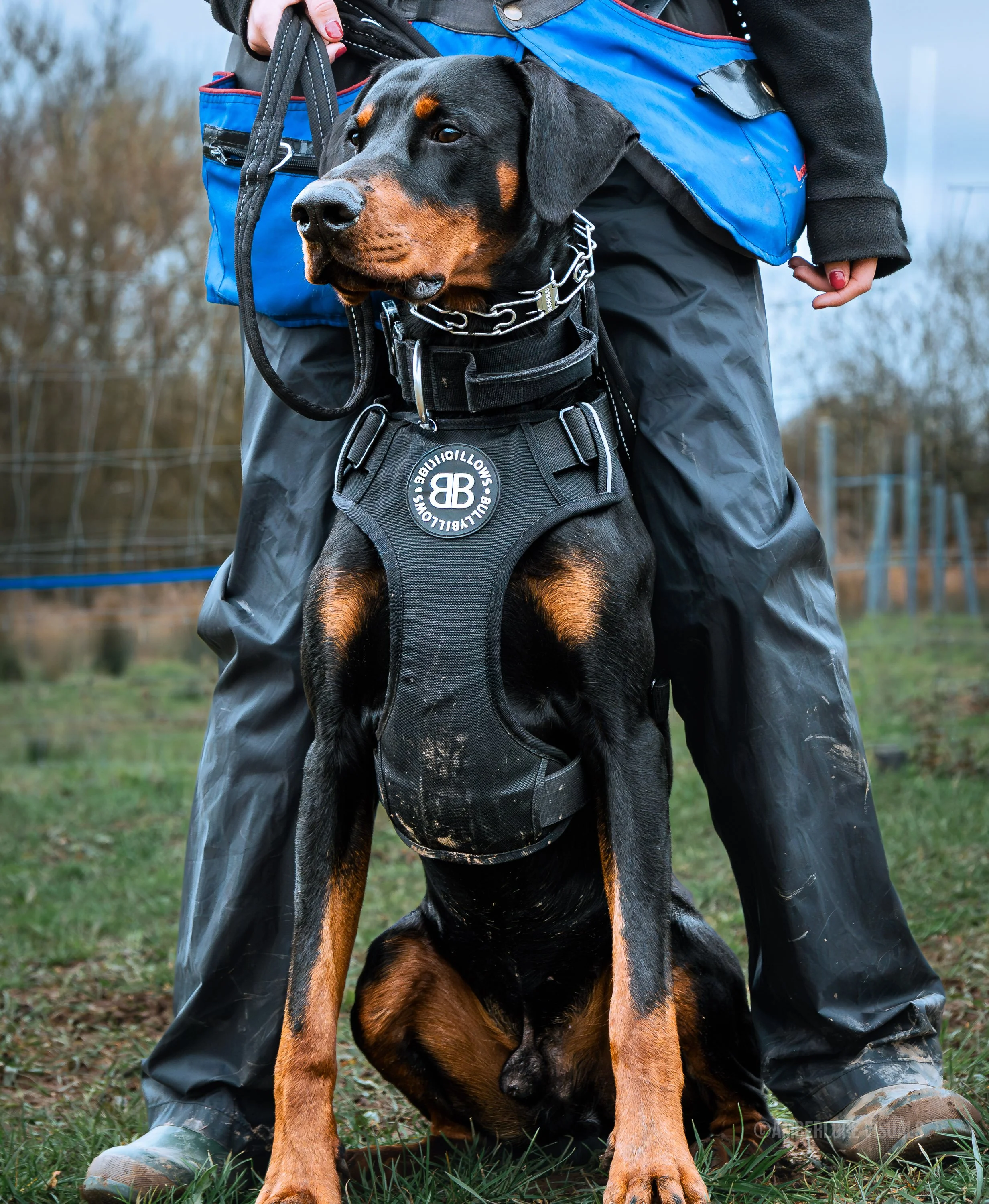 Working Dog_amberlore.jpg
