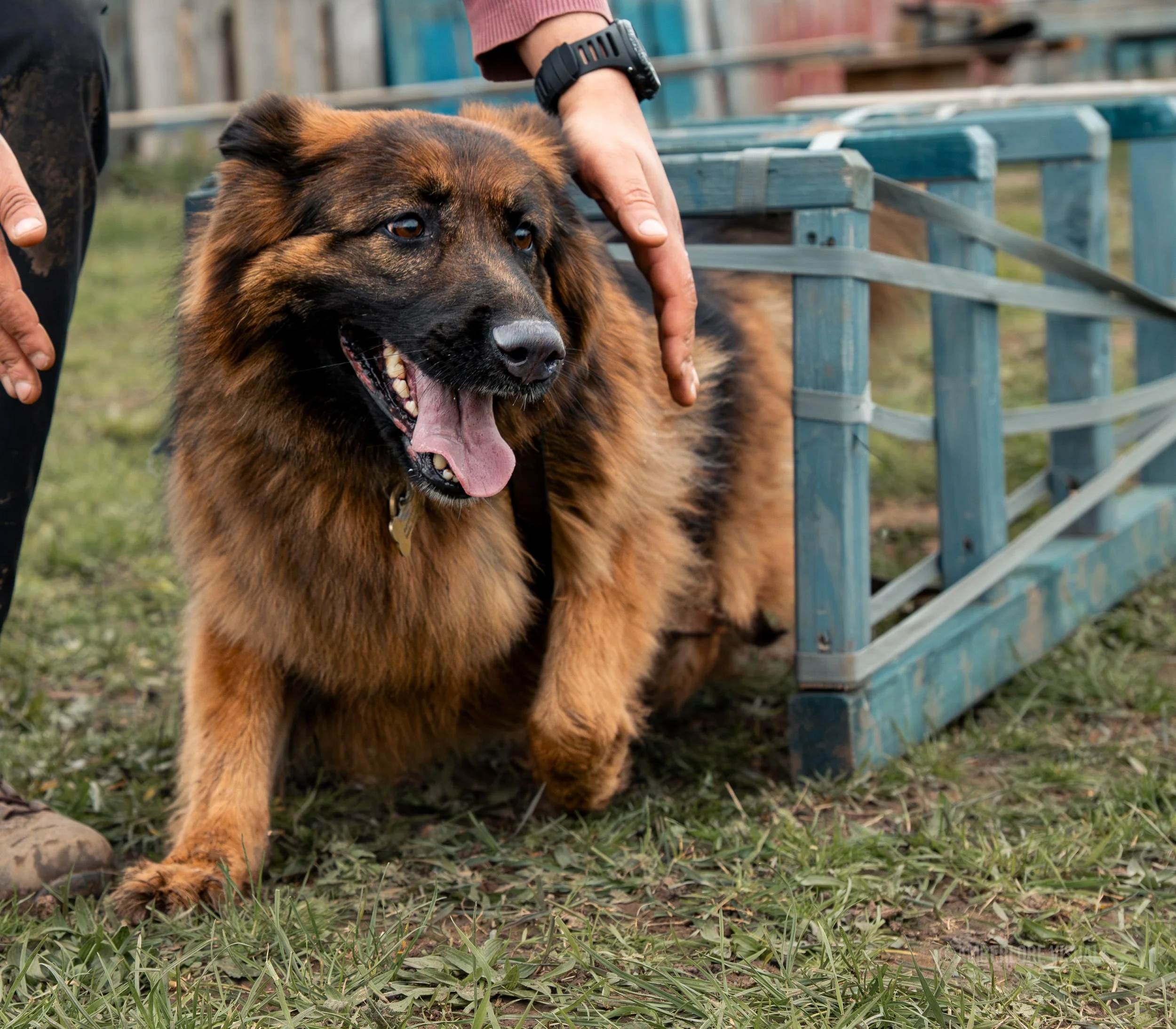 Dog Training_Amberlore-2.jpg