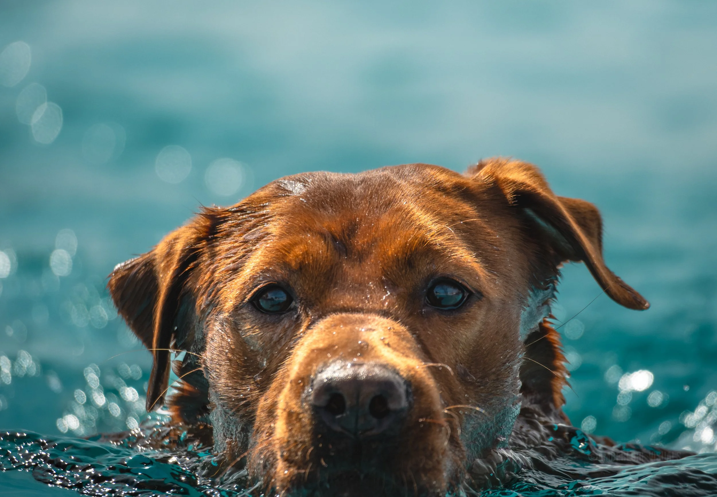 Swimming dog_amberlore.jpg