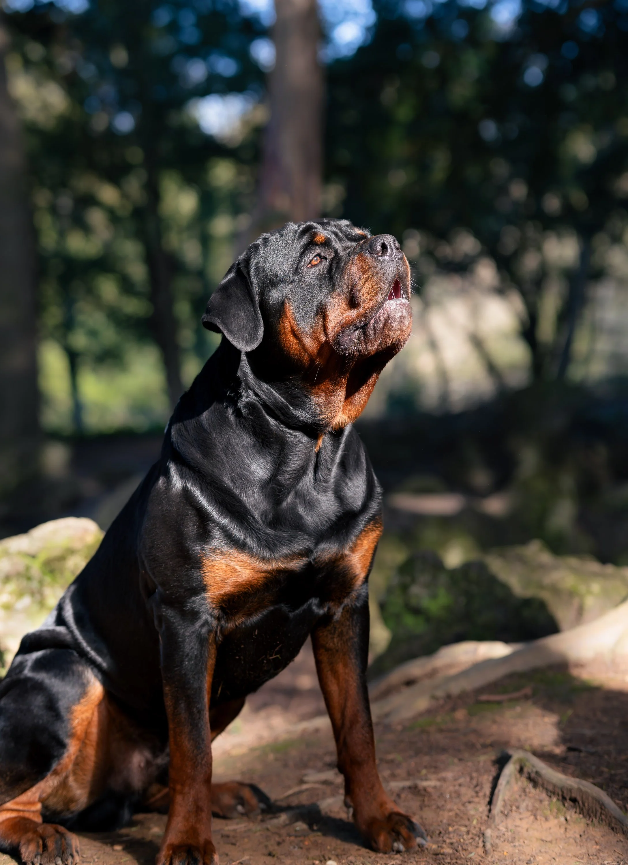 Cesar portrait_amberlore.jpg