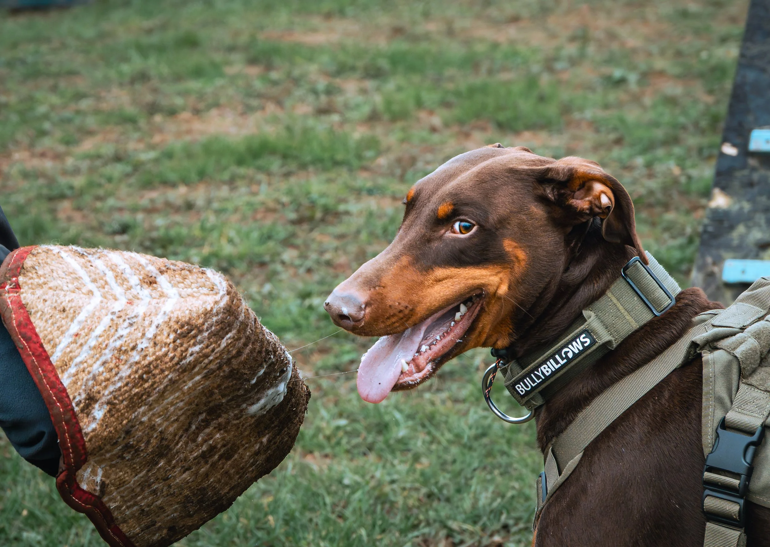Dobie on the training