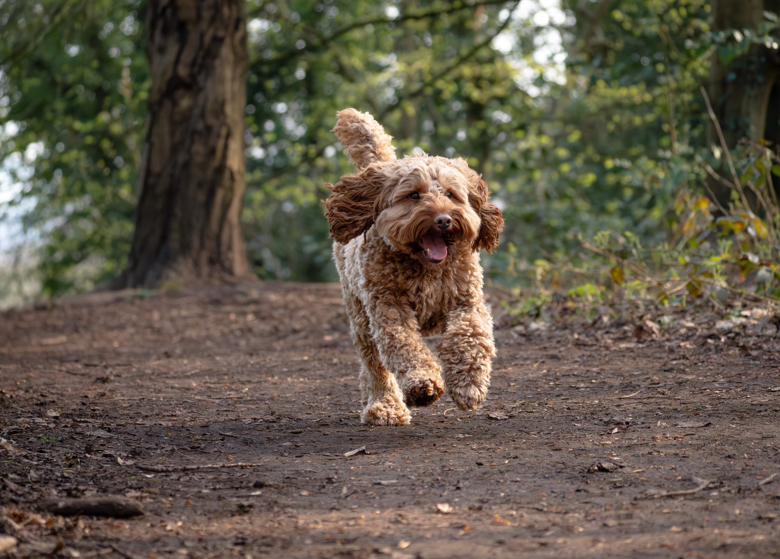 Frankie_actionphoto.jpg