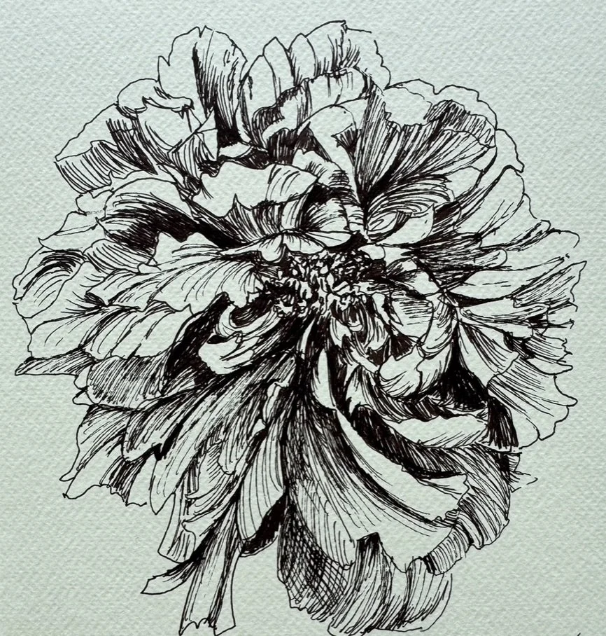 Portland Peony