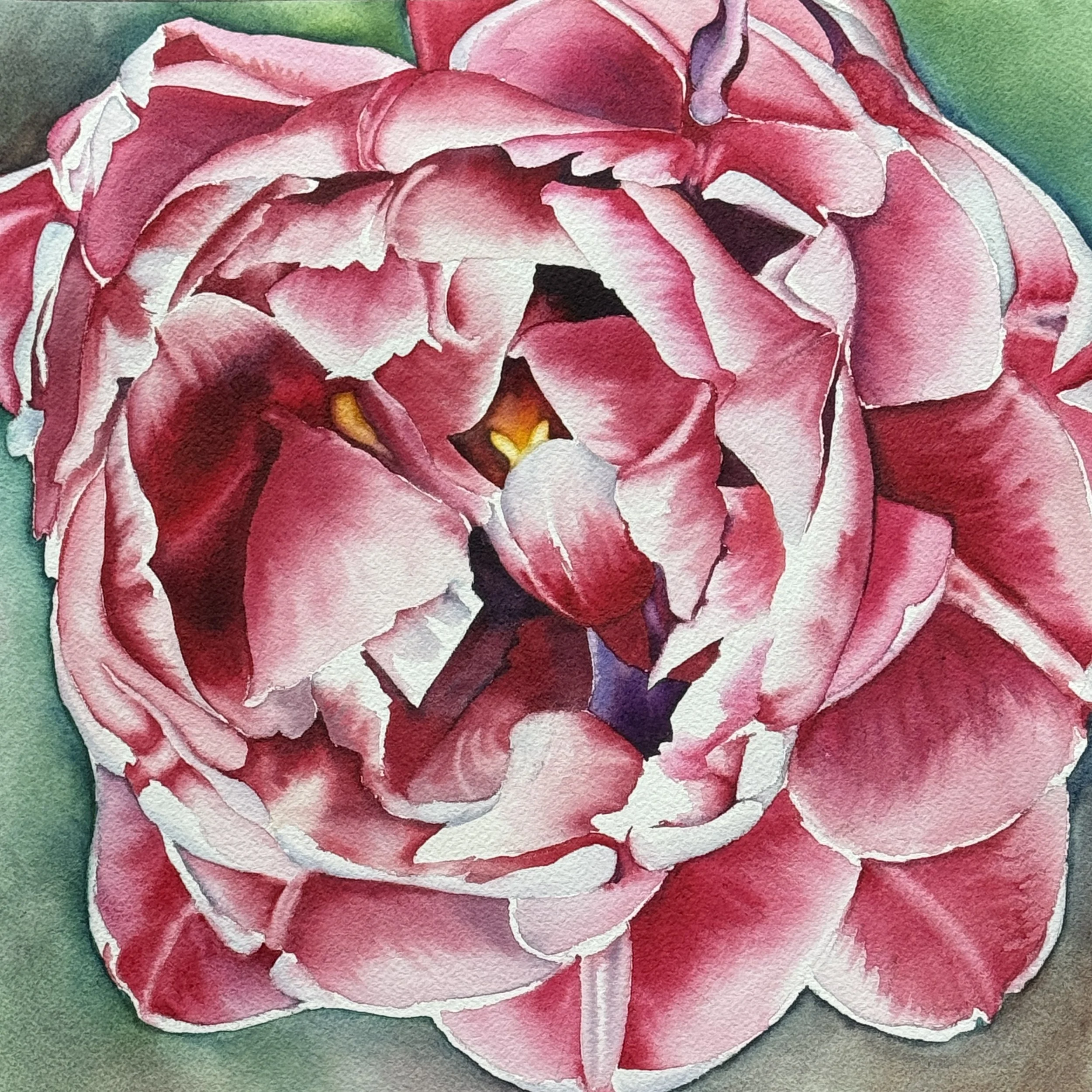 Emerging Red Tulip