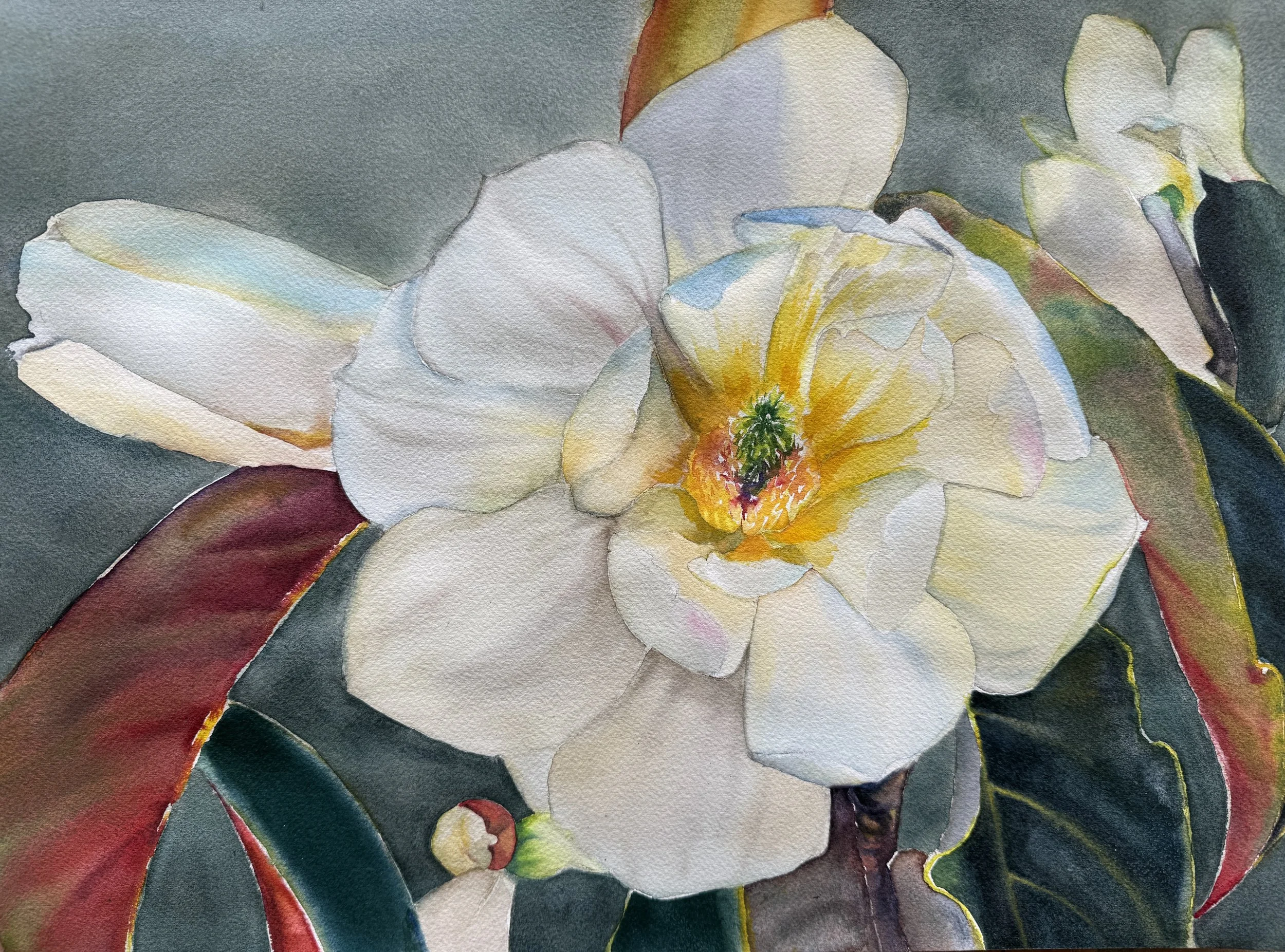 Golden Gate Park Magnolia