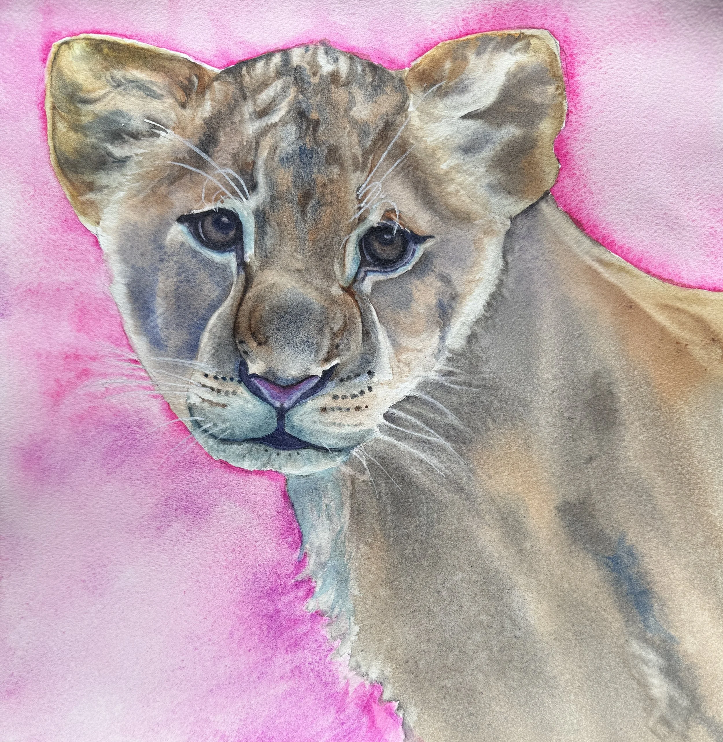 Cougar Mt Zoo Cub