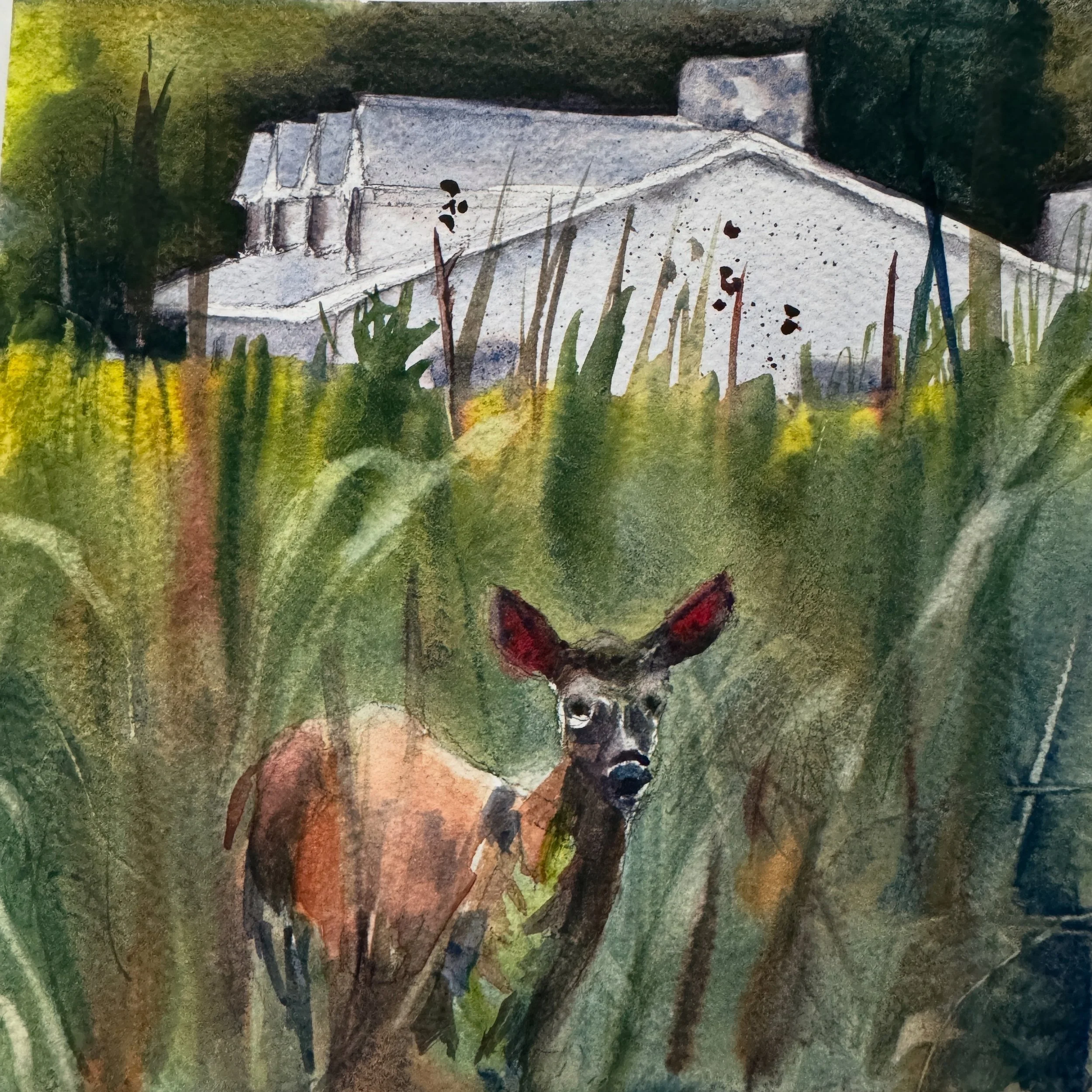 House Hunting Deer