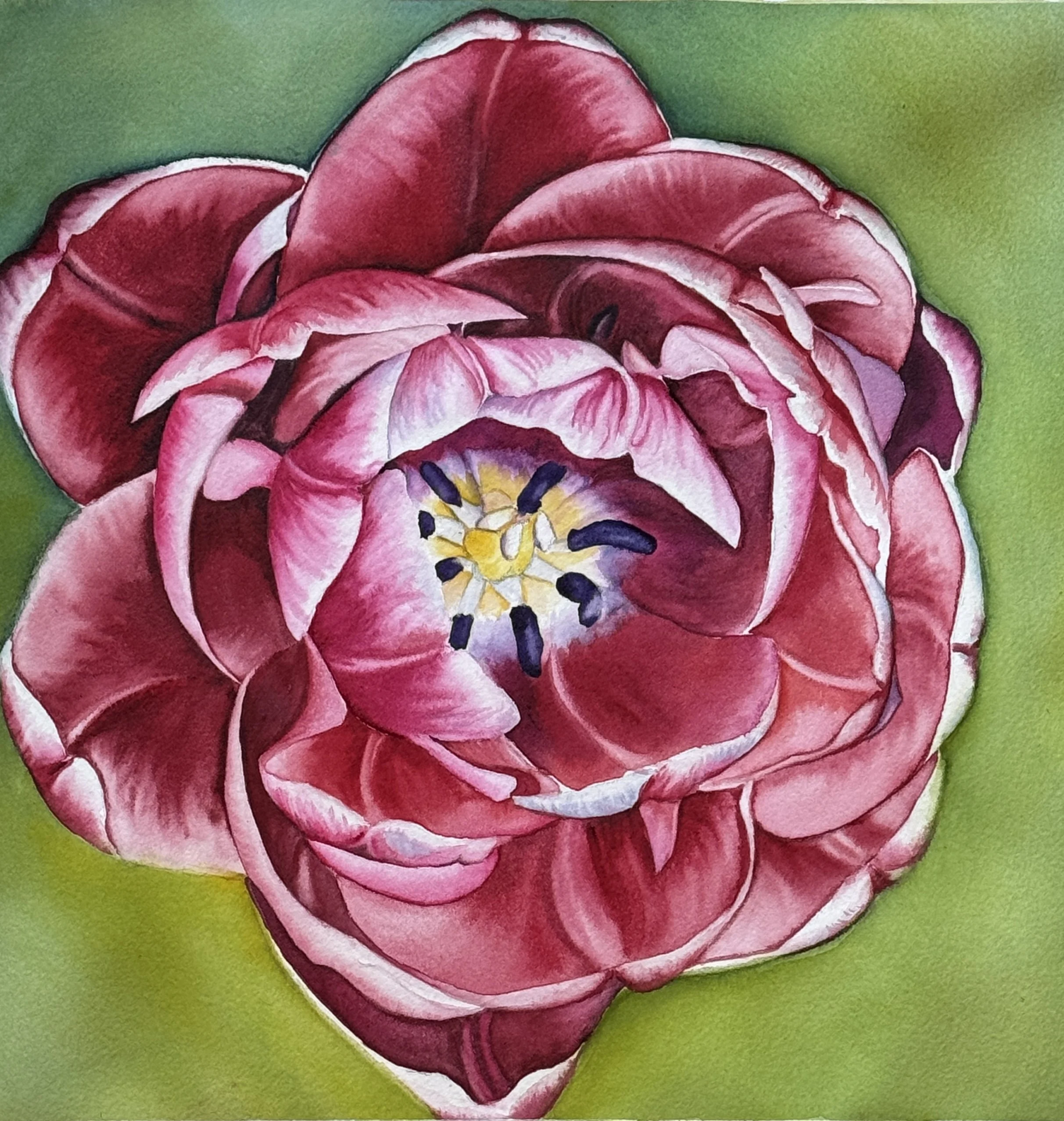Red Tulip 