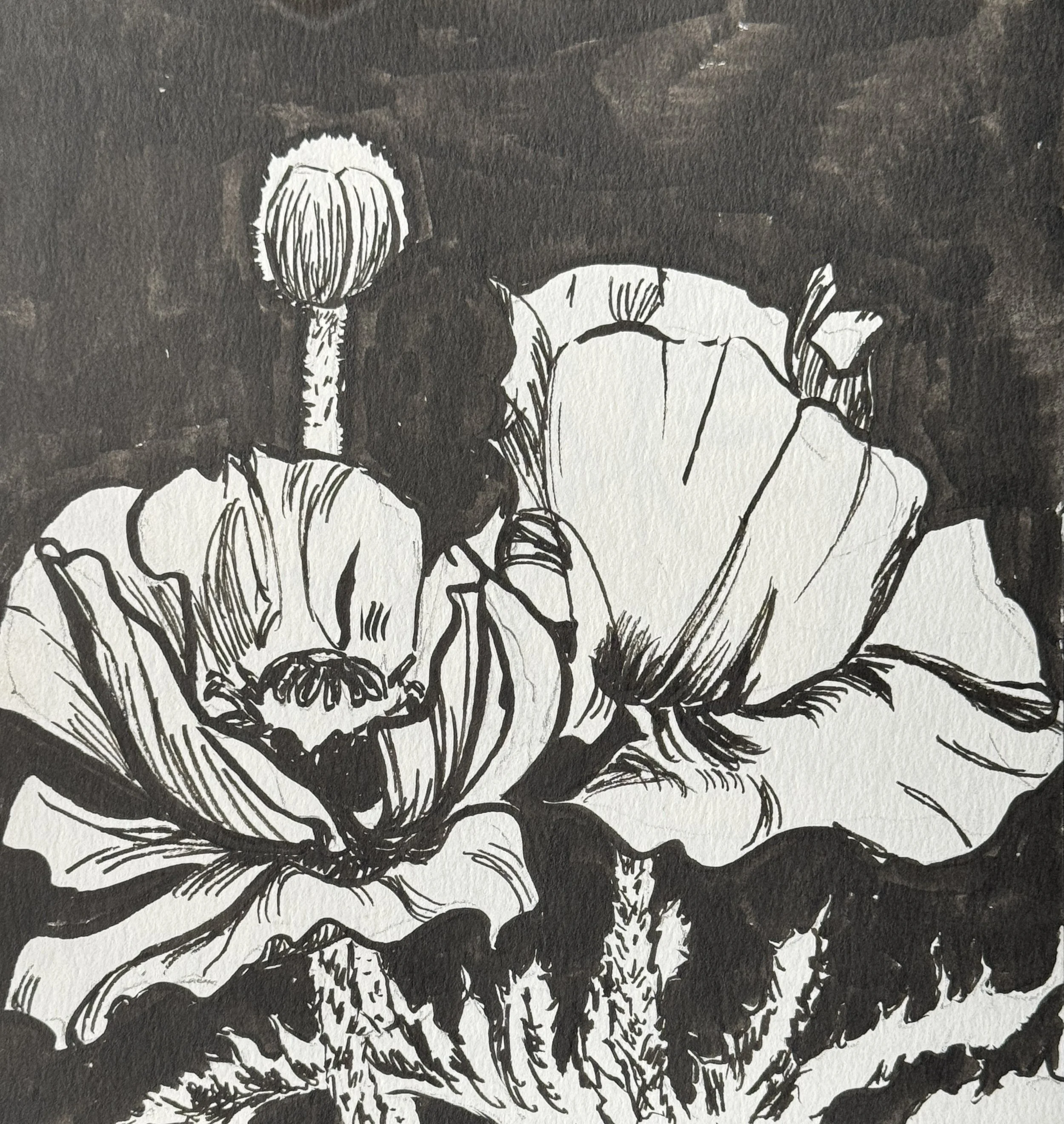 Sammamish Poppies
