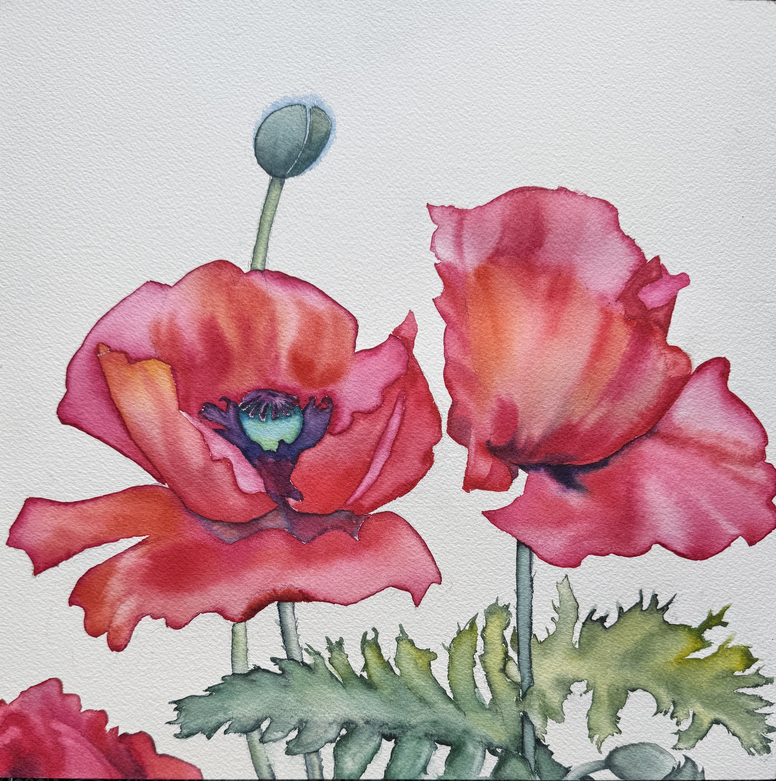 Red Poppies