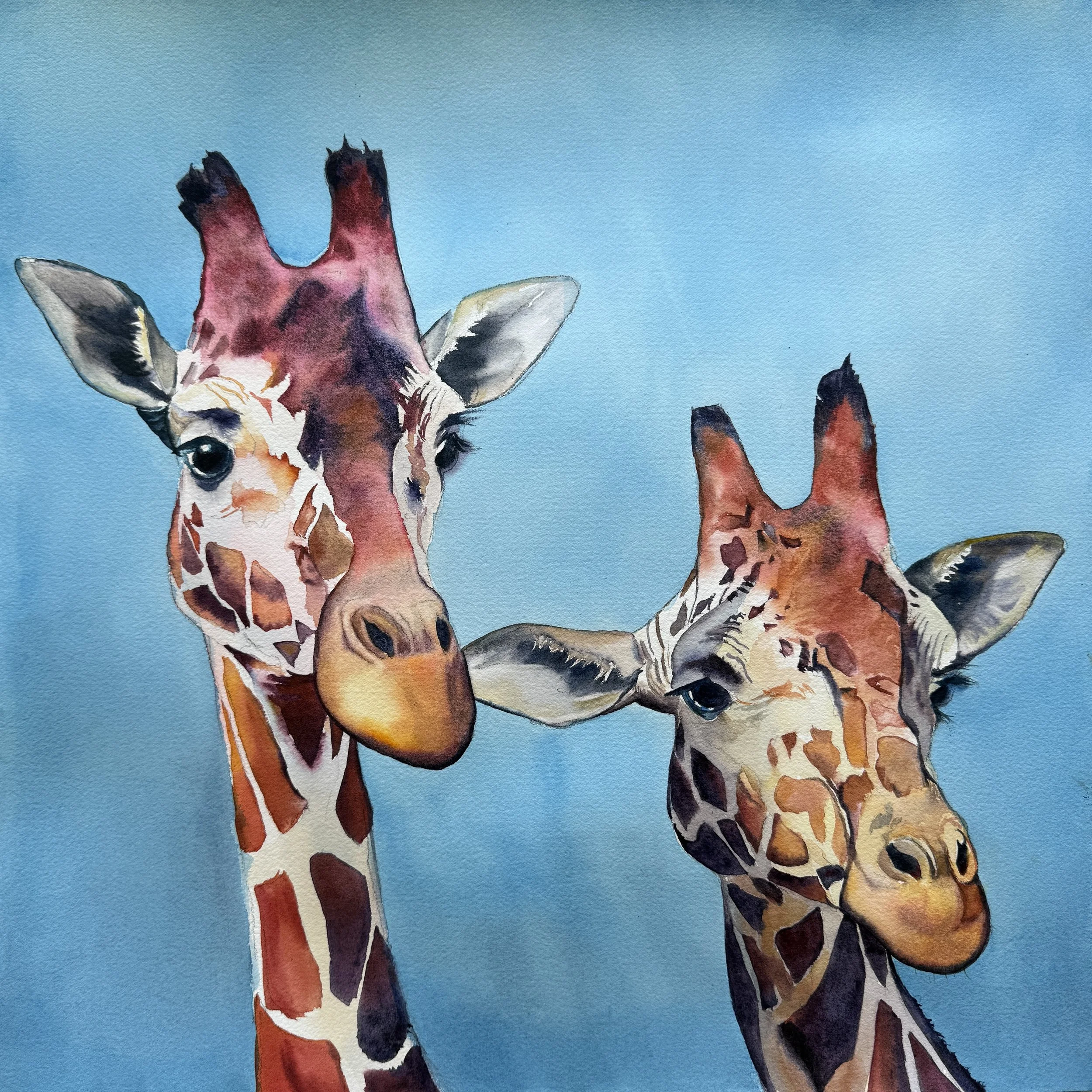 Giraffes