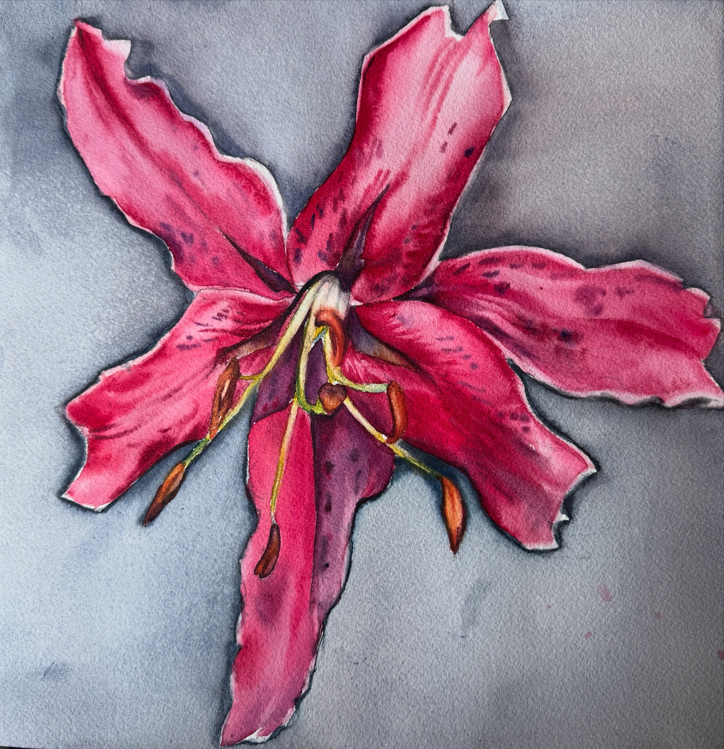 Red Star Gazer Lilly
