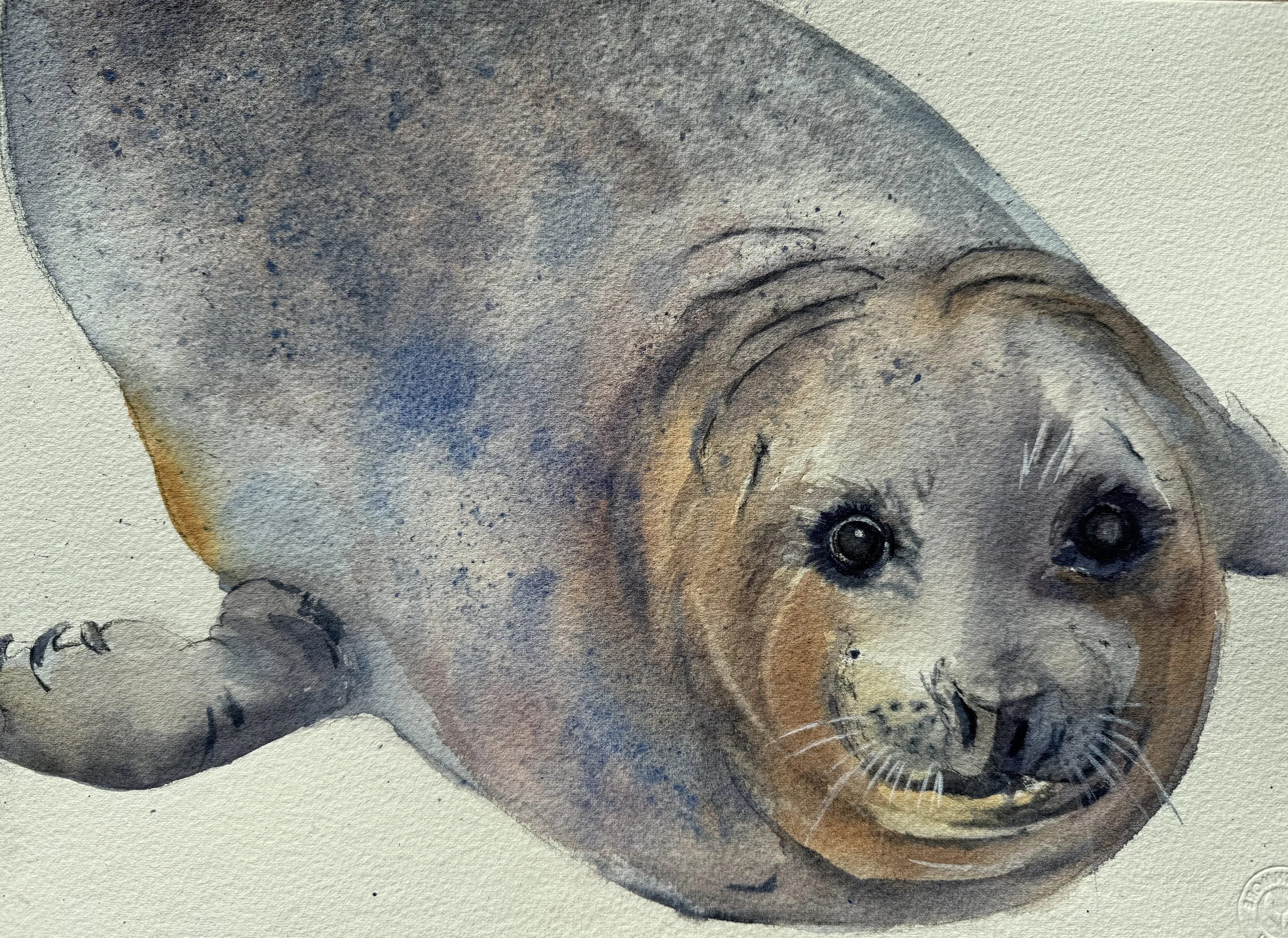 Seattle Aquarium Seal