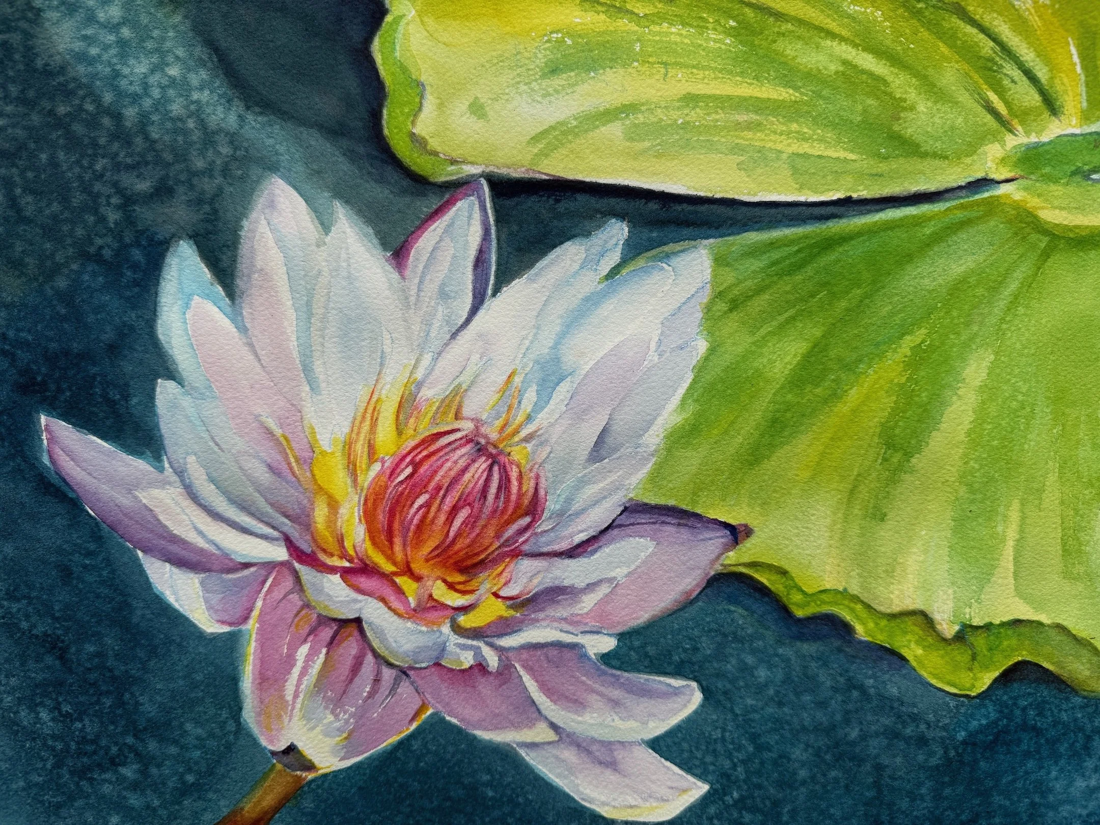 Hawaii Waterlily