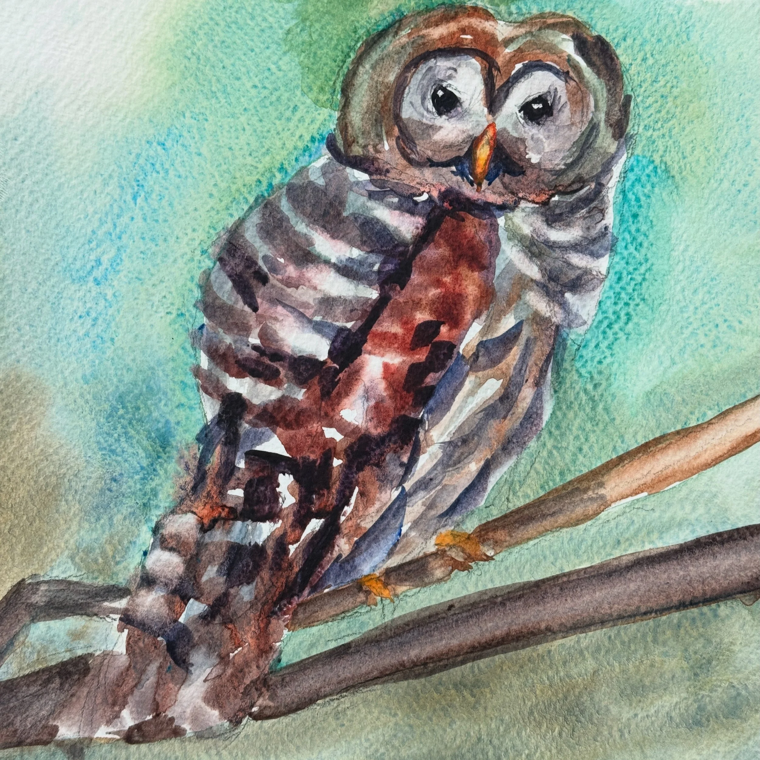 Barred Owl