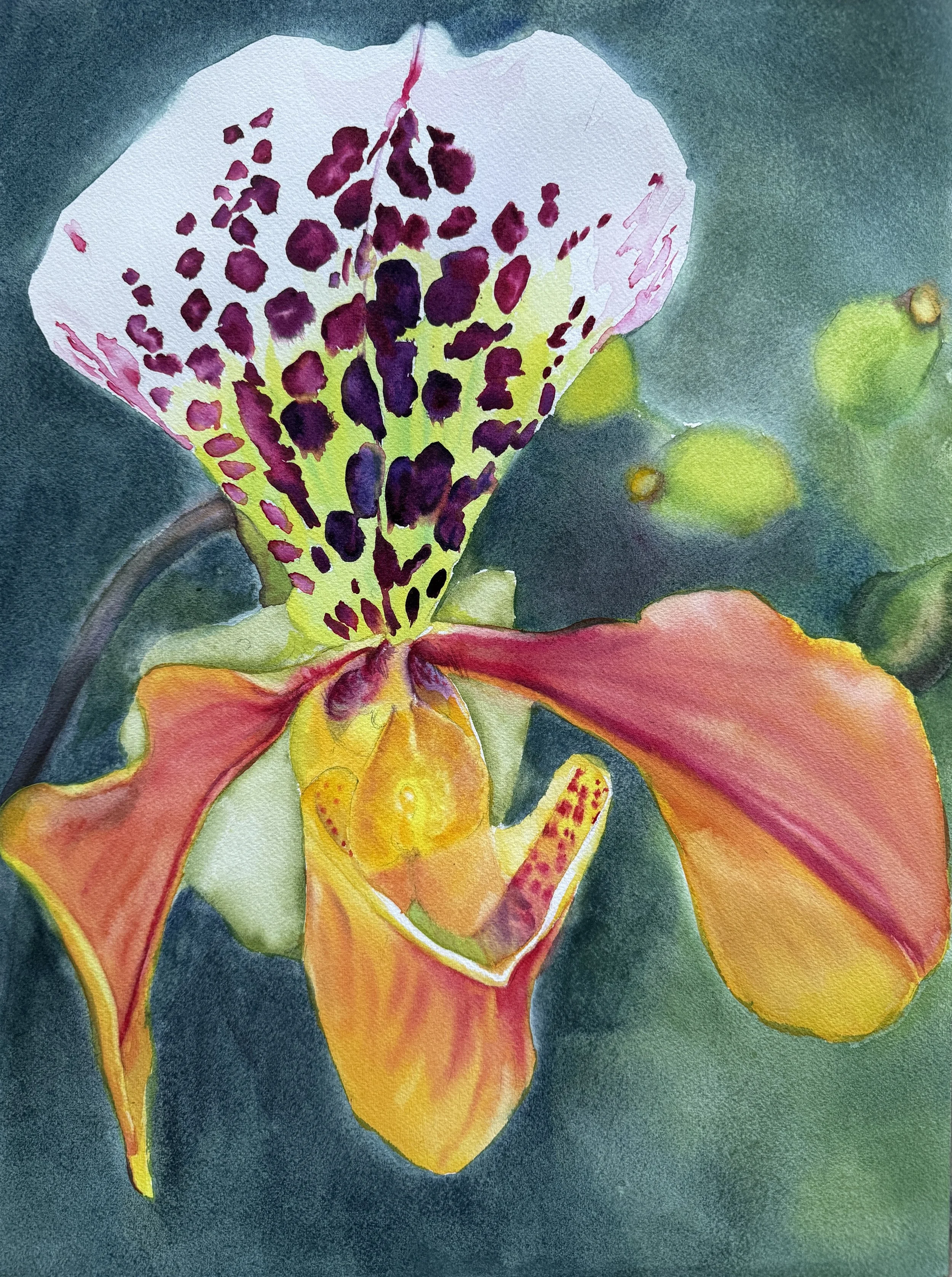 Orange Lady Slipper Orchid