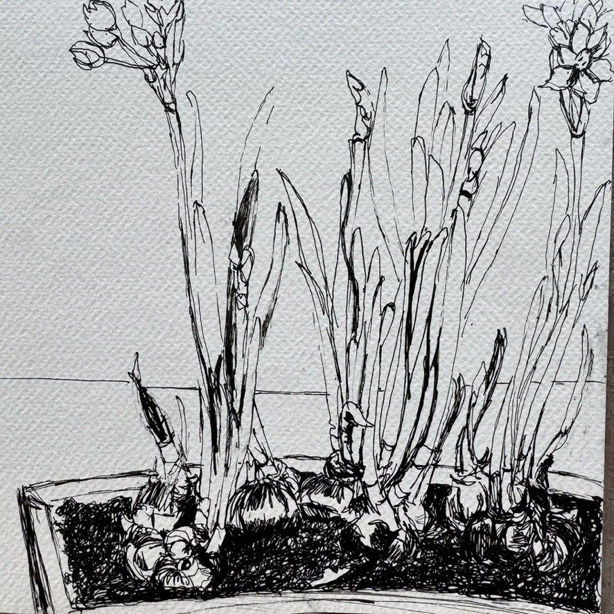 Midland Paperwhites