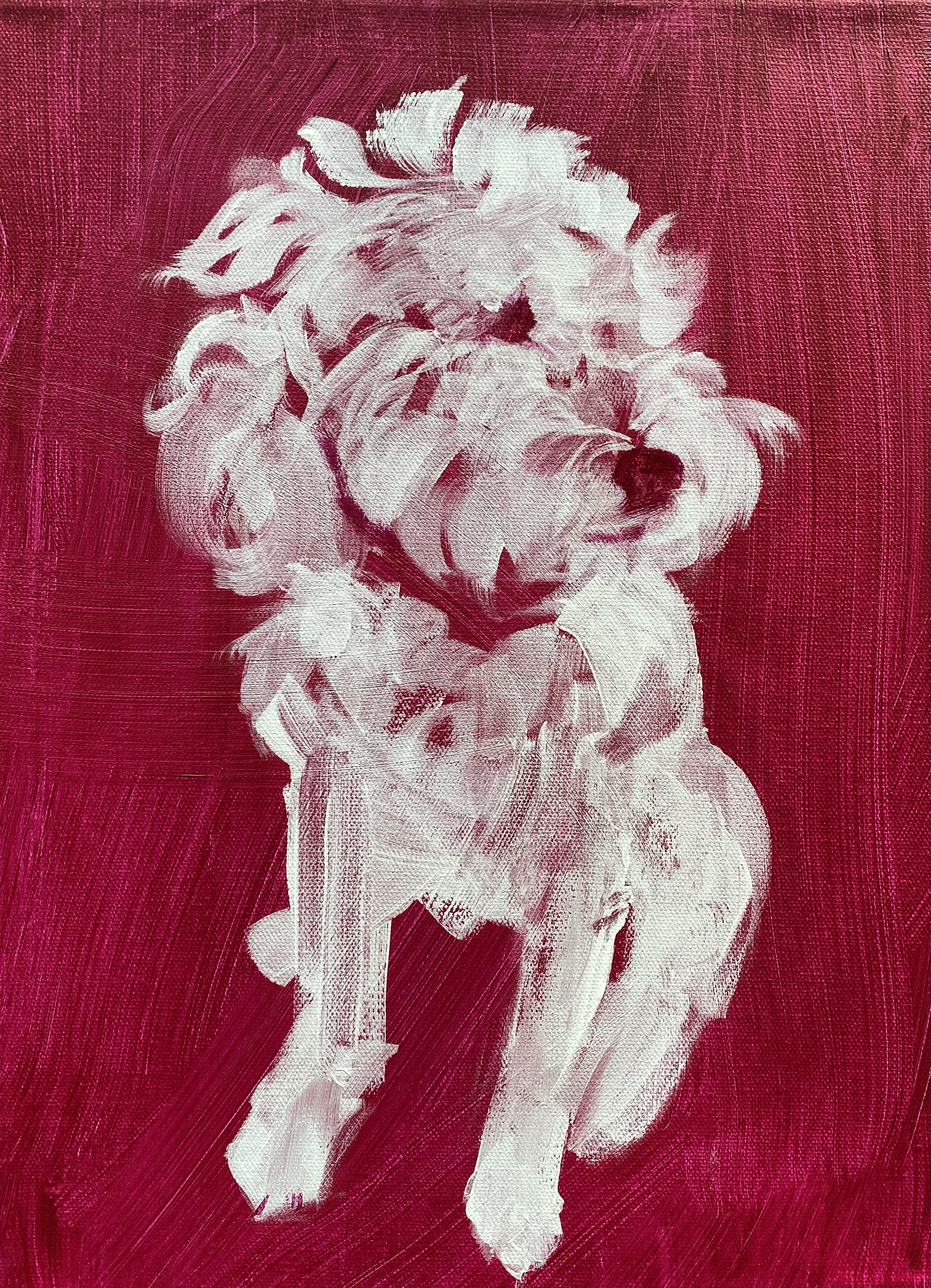Gavin Pup