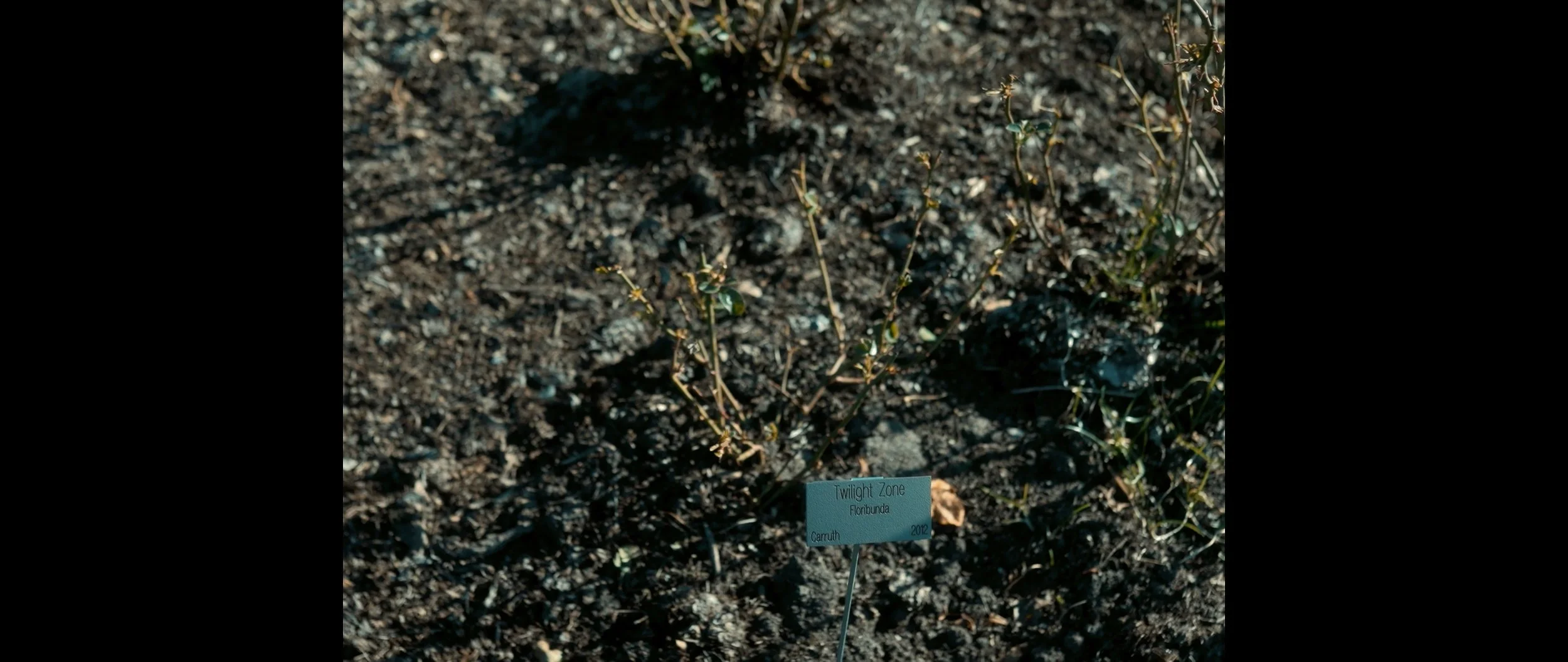 FilmStill-1.jpg