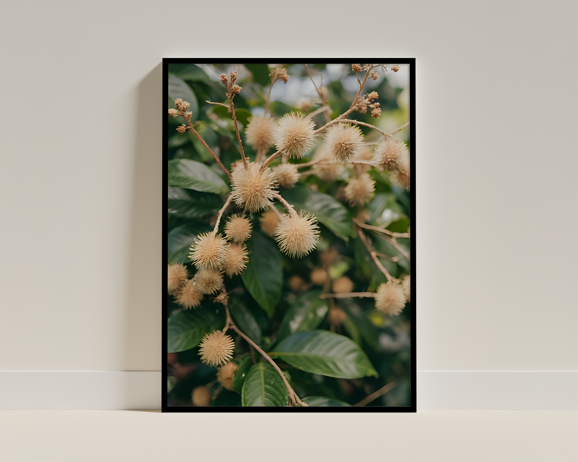 Fuzzy Spiky Seed Pods Framed Poster