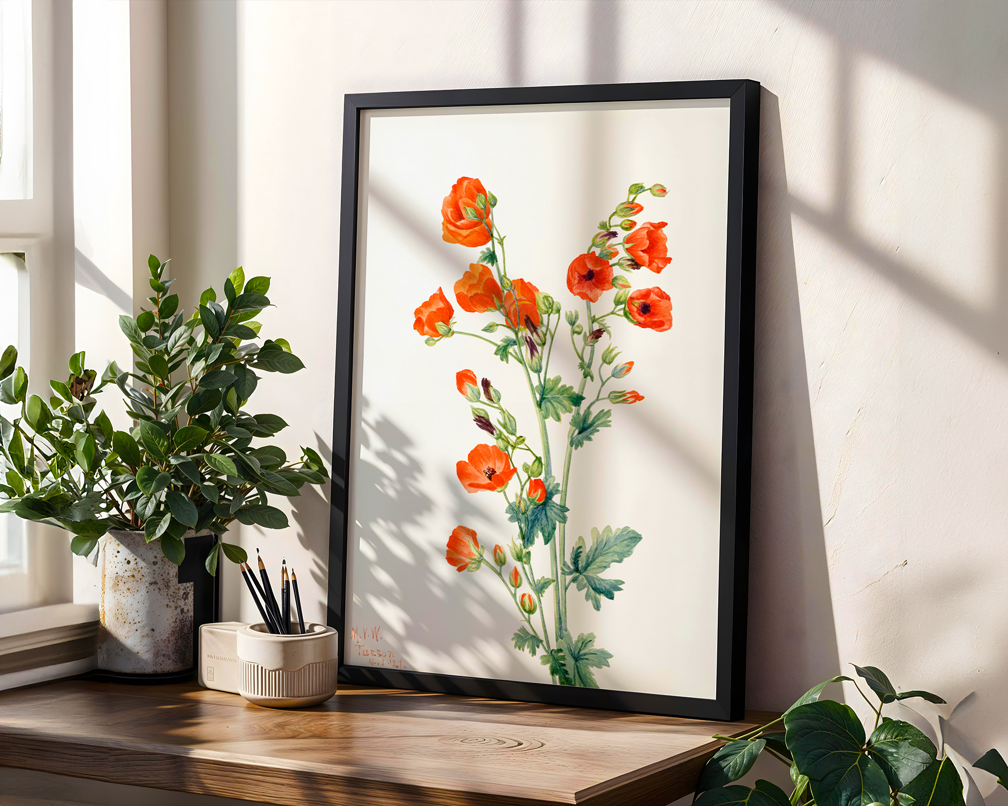 Scarlet Globe Mallow (1927) By Mary Vaux Walcott - Framed Wall Art