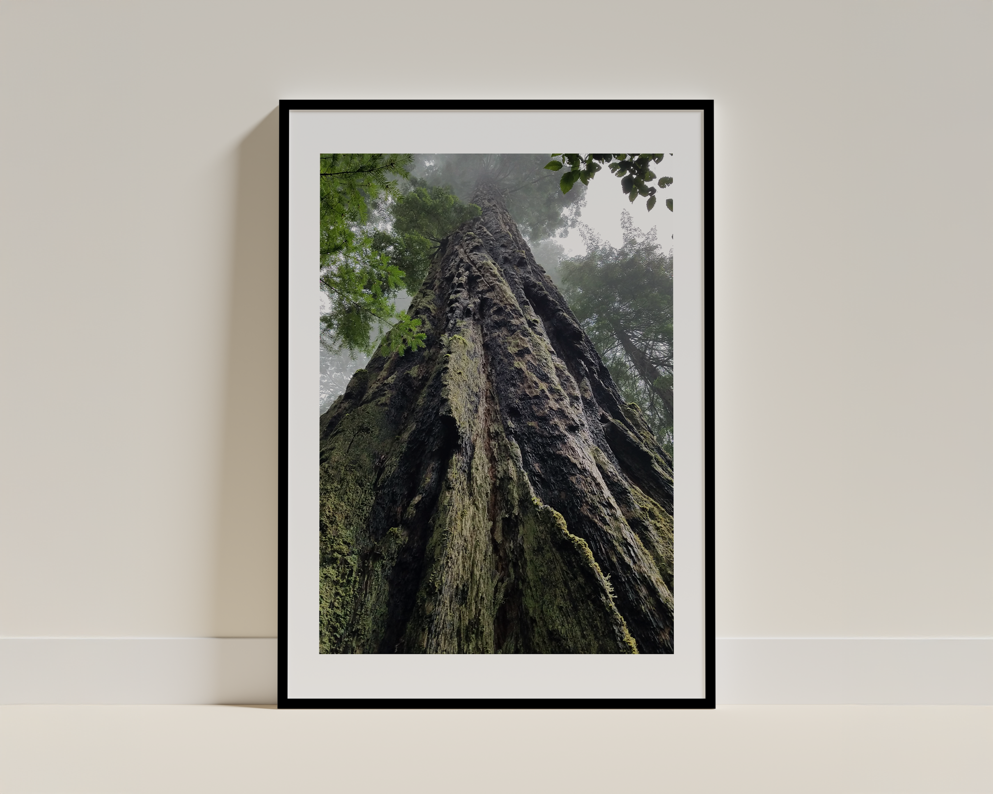 A Quiet Moment Beneath the Trees - Framed Forest Photography Print