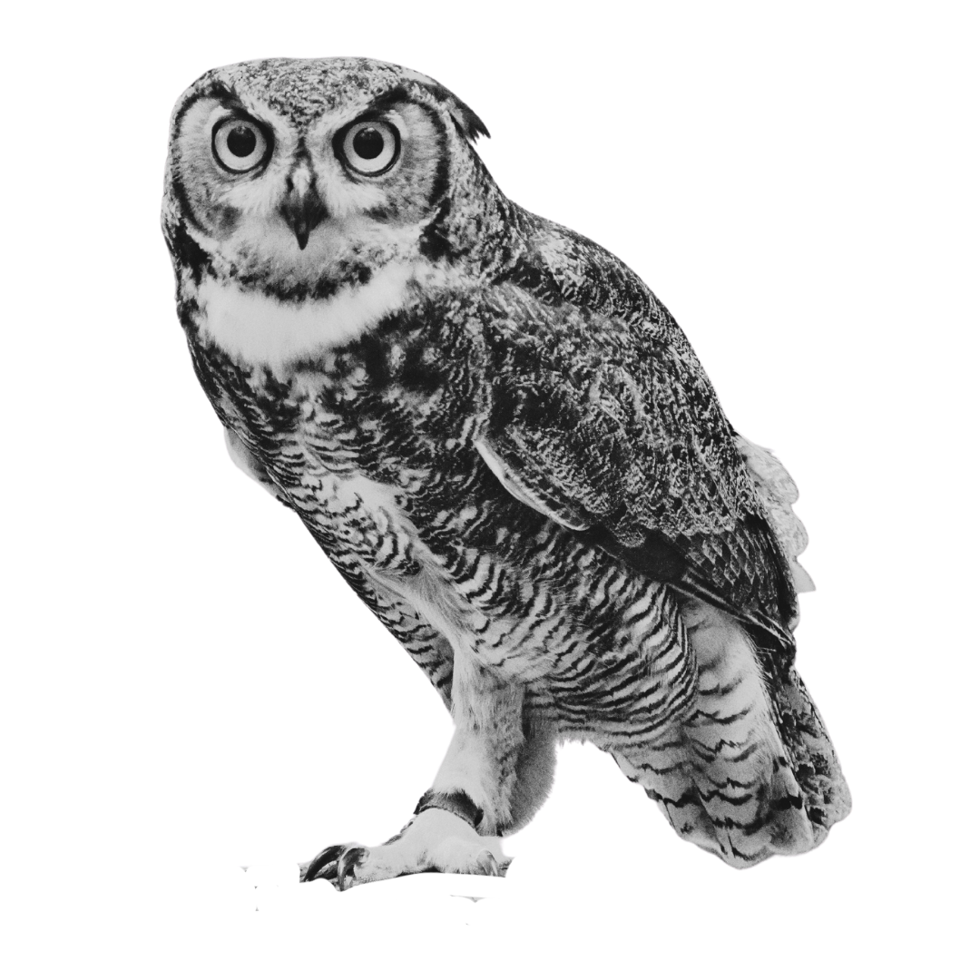Black and white photo of an owl perched on its talons, facing forward with large round eyes.